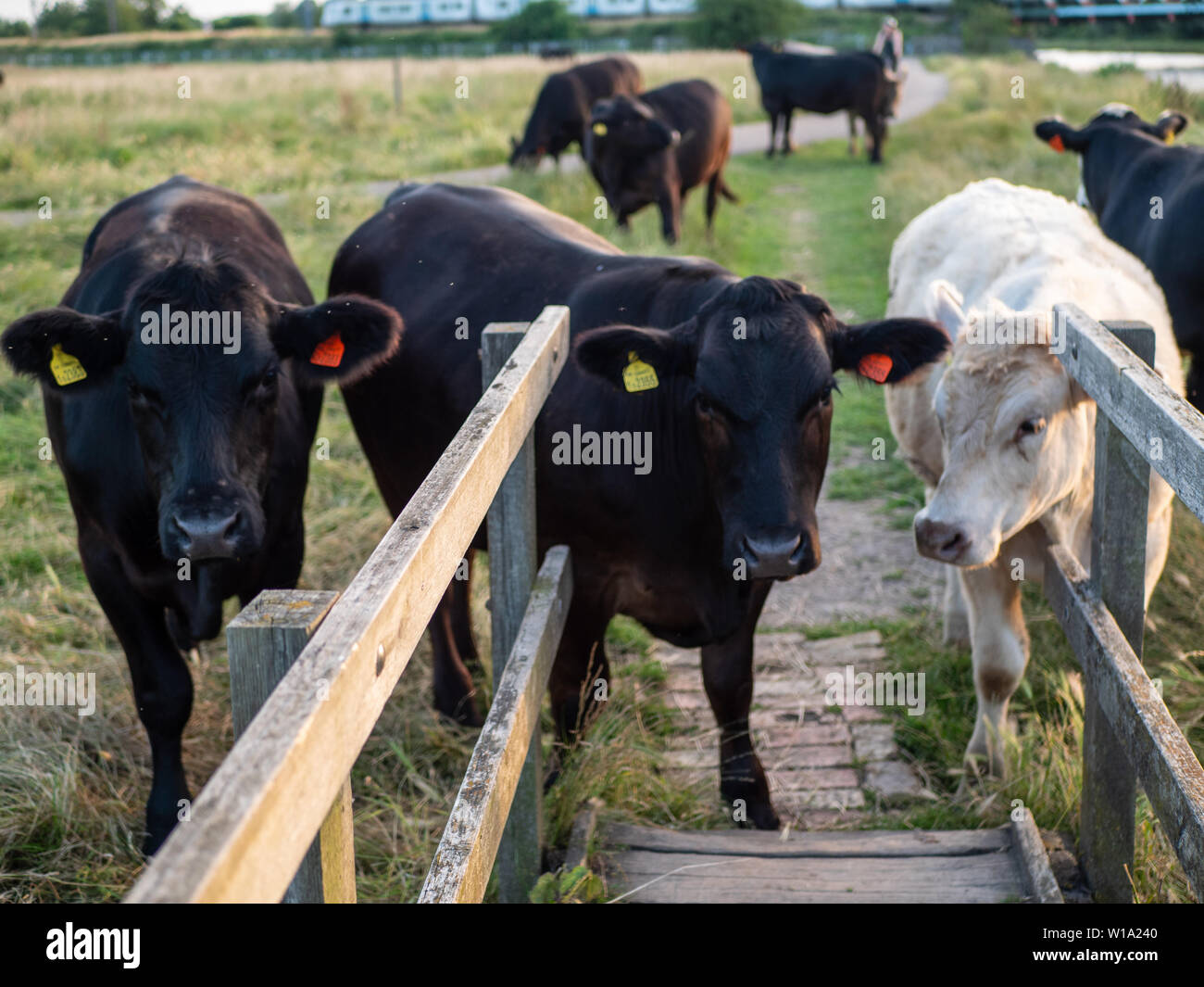 Il trio di vacca - tre vacche su Ditton prati a Cambridge Regno Unito Foto Stock