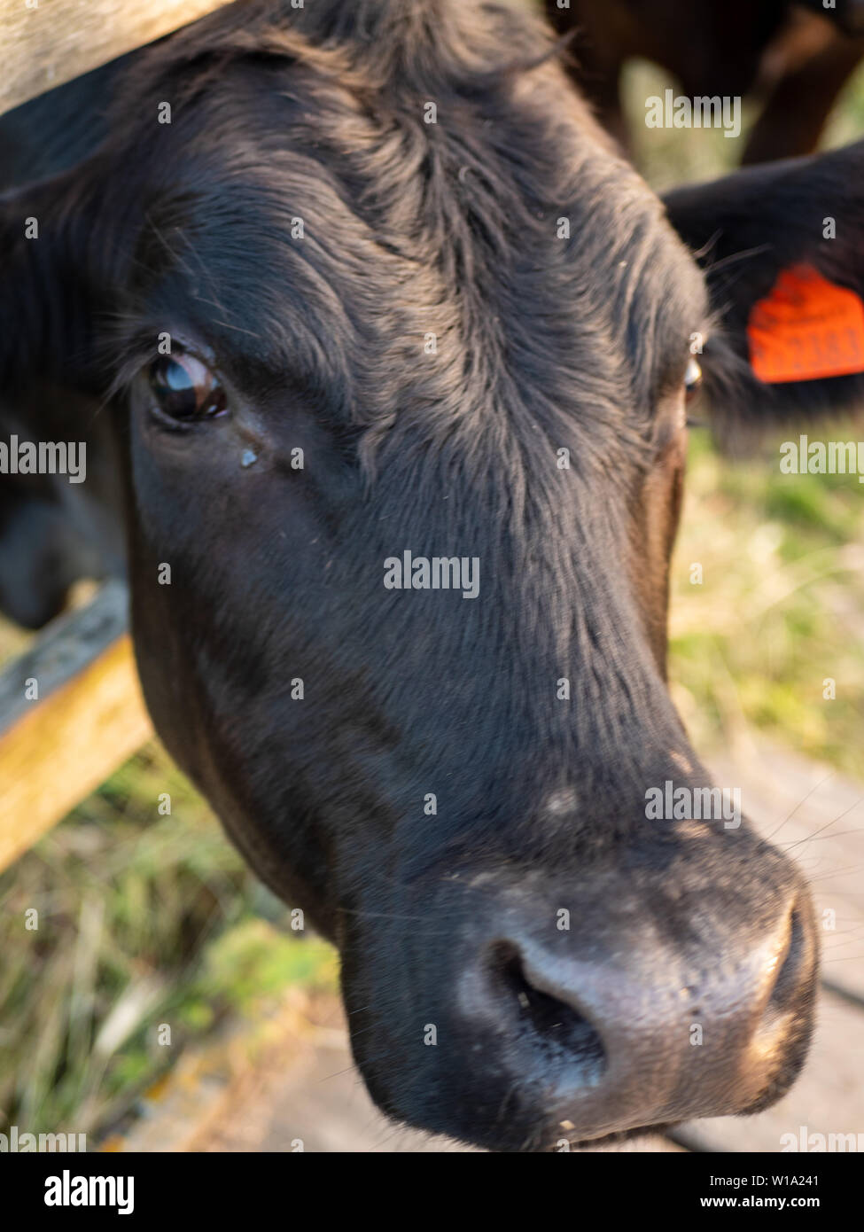 Cambridge mucca - una chiusura di una singola vacca in Cambridge Regno Unito Foto Stock