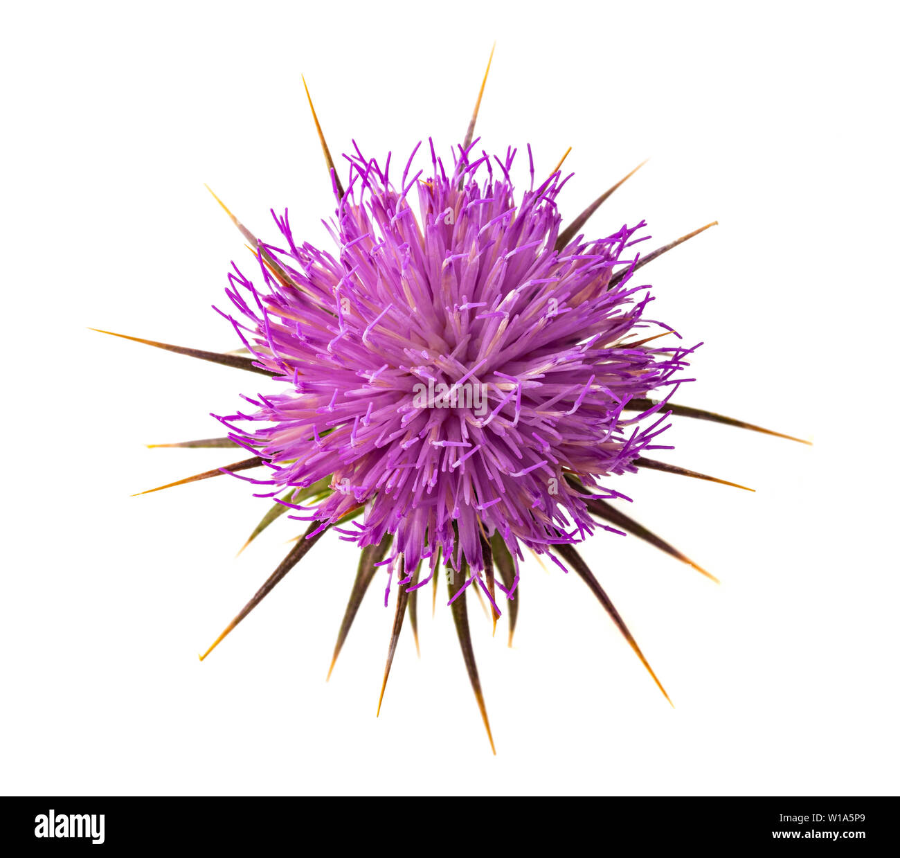 Cardo fiore isolato su sfondo bianco Foto Stock