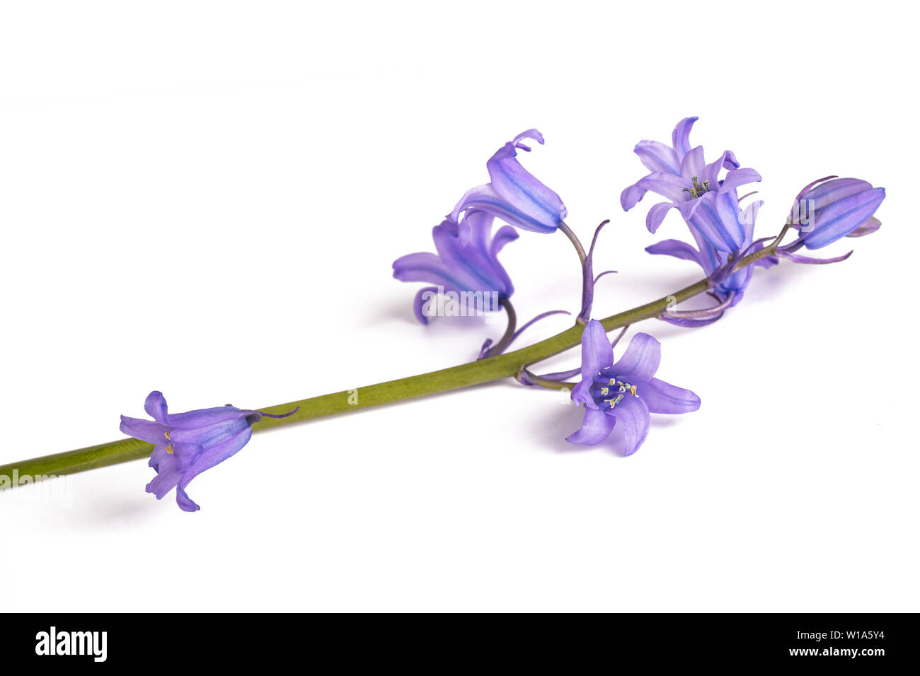 Campanule isolato su bianco. Campanula rotundifolia Foto Stock