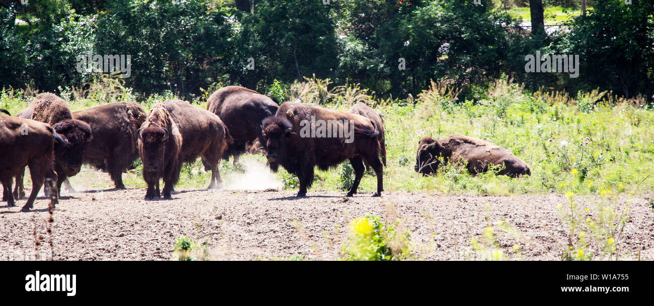 Vista panoramica di Bison in Field Foto Stock