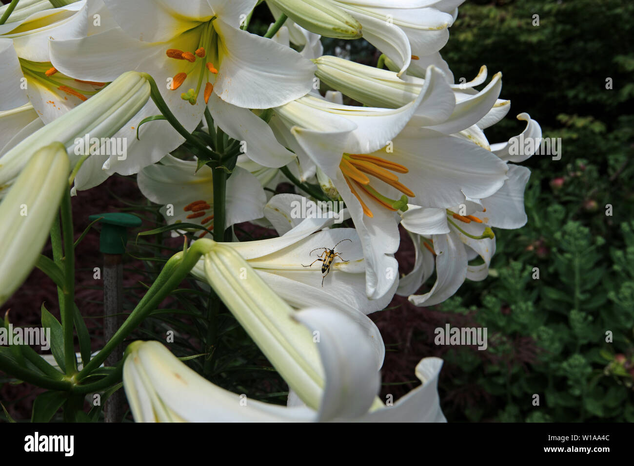 Giglio bianco molto profumato, Lilium regale Album Foto Stock