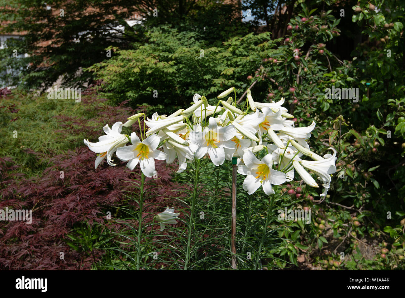 Giglio bianco molto profumato, Lilium regale Album Foto Stock