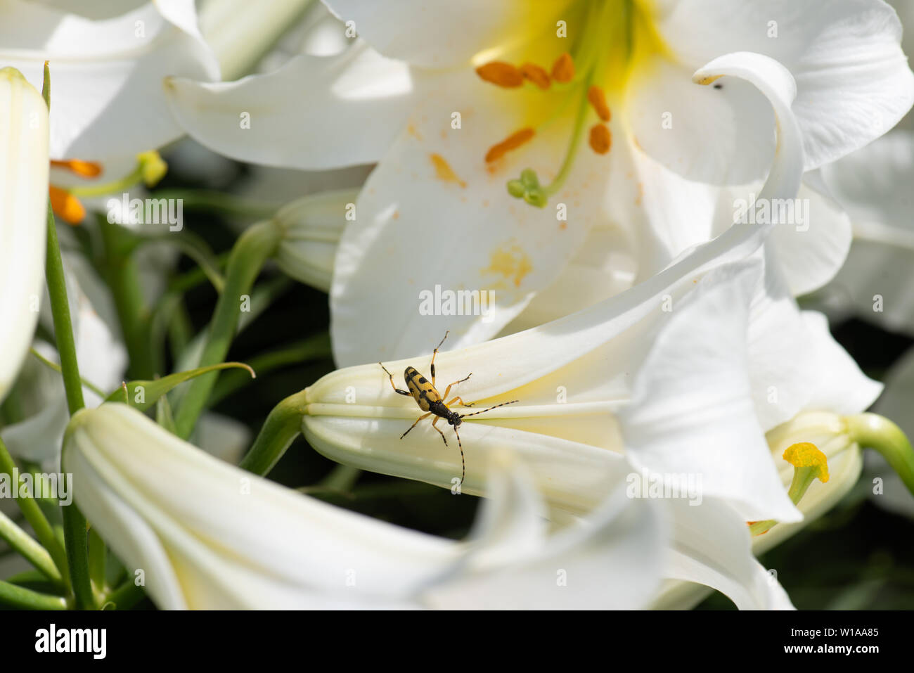 Giglio bianco molto profumato, Lilium regale Album Foto Stock