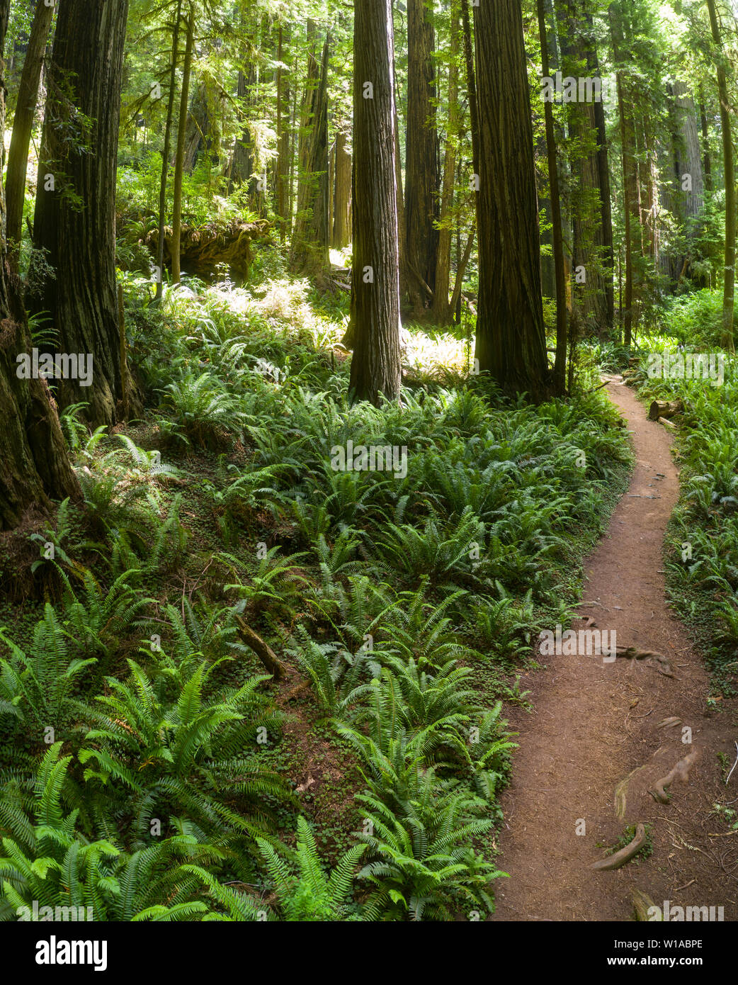 Enormi alberi di sequoia, Sequoia sempervirens e lussureggianti felci crescono lungo la regione costiera della California del Nord e fino in Oregon. Foto Stock