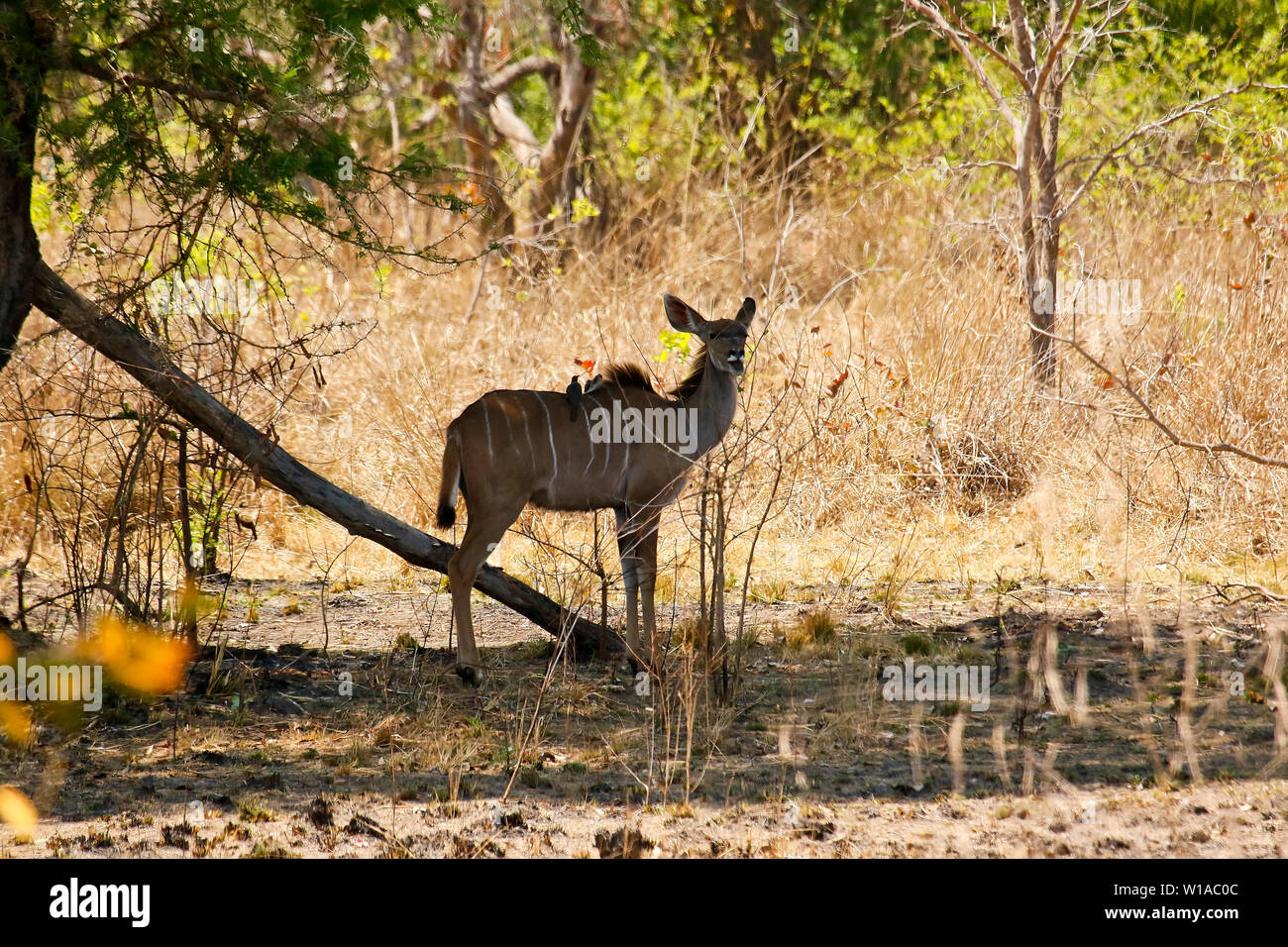 Maggiore femmina kudu antilope (Tragelaphus strepsiceros). Parco Nazionale di Kafue. Zambia Foto Stock