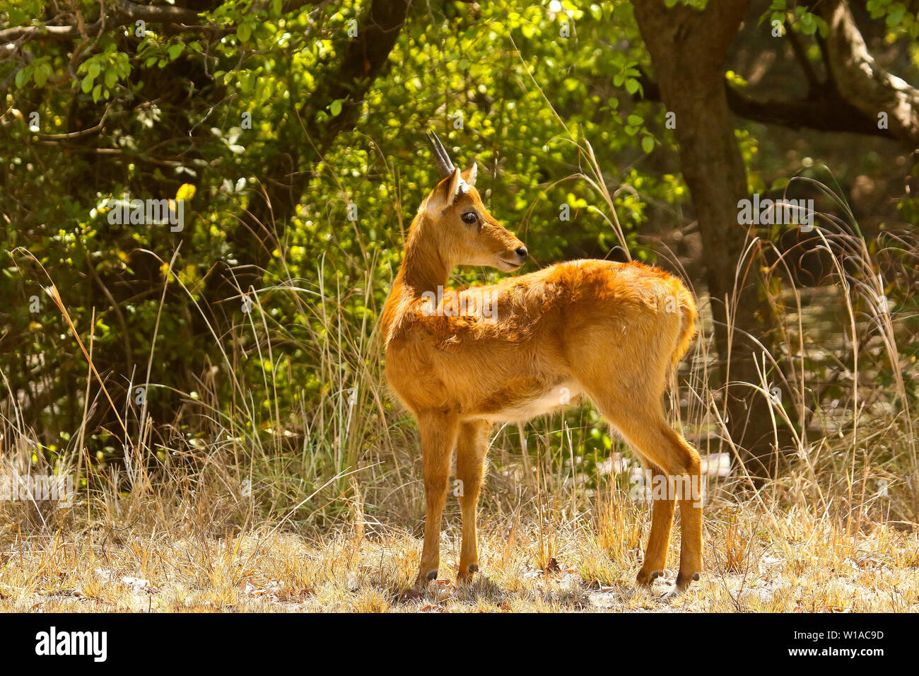 Femmina di Puku (Kobus vardonii), African antelope. Parco Nazionale di Kafue, Zambia Foto Stock