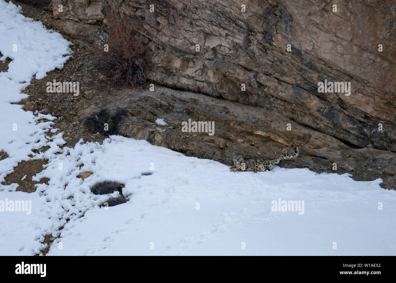 Gray fantasma di Himalaya (Snow Leopard), uccidere e mangiare un Ibex, altamente camoflaged nascondendo animale in montagna, in estreme condizioni climatiche Foto Stock