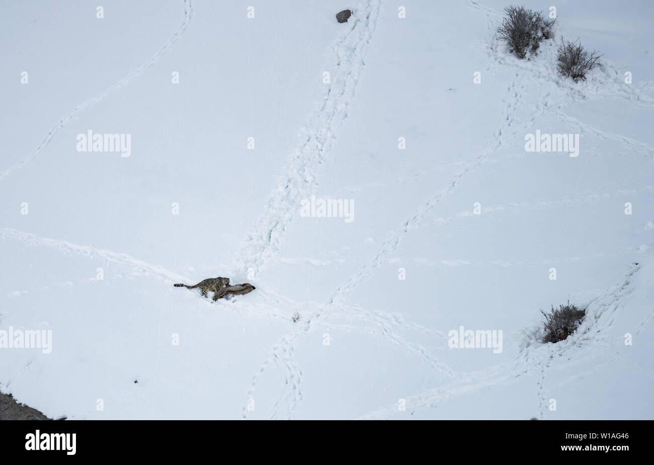 Gray fantasma di Himalaya (Snow Leopard), uccidere e mangiare un Ibex, altamente camoflaged nascondendo animale in montagna, in estreme condizioni climatiche Foto Stock