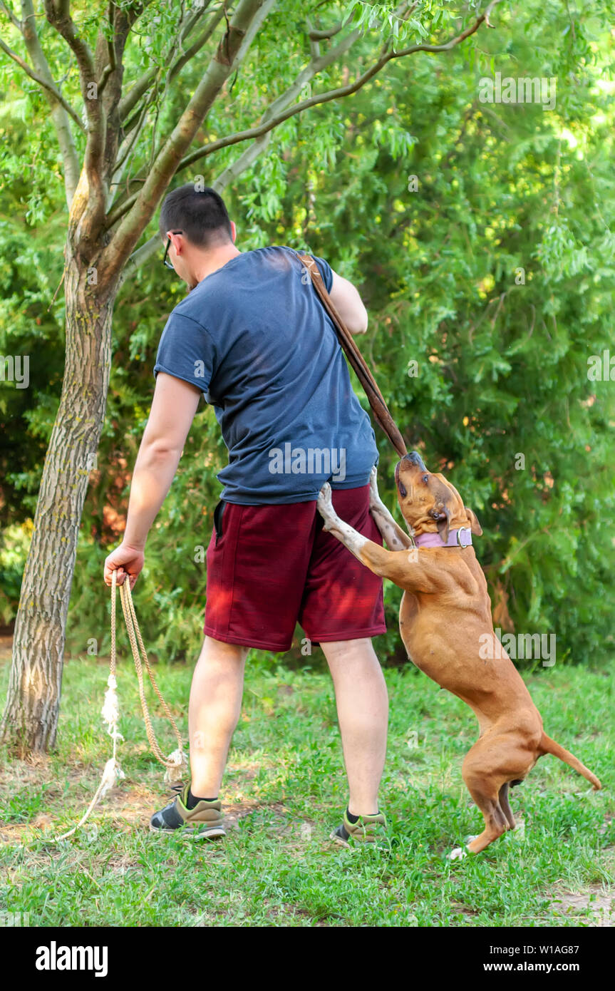 Vista su un uomo mentre la formazione di un american staffordshire terrier cane mentre si tira una corda in una giornata di sole in un ambiente di verde. Foto Stock