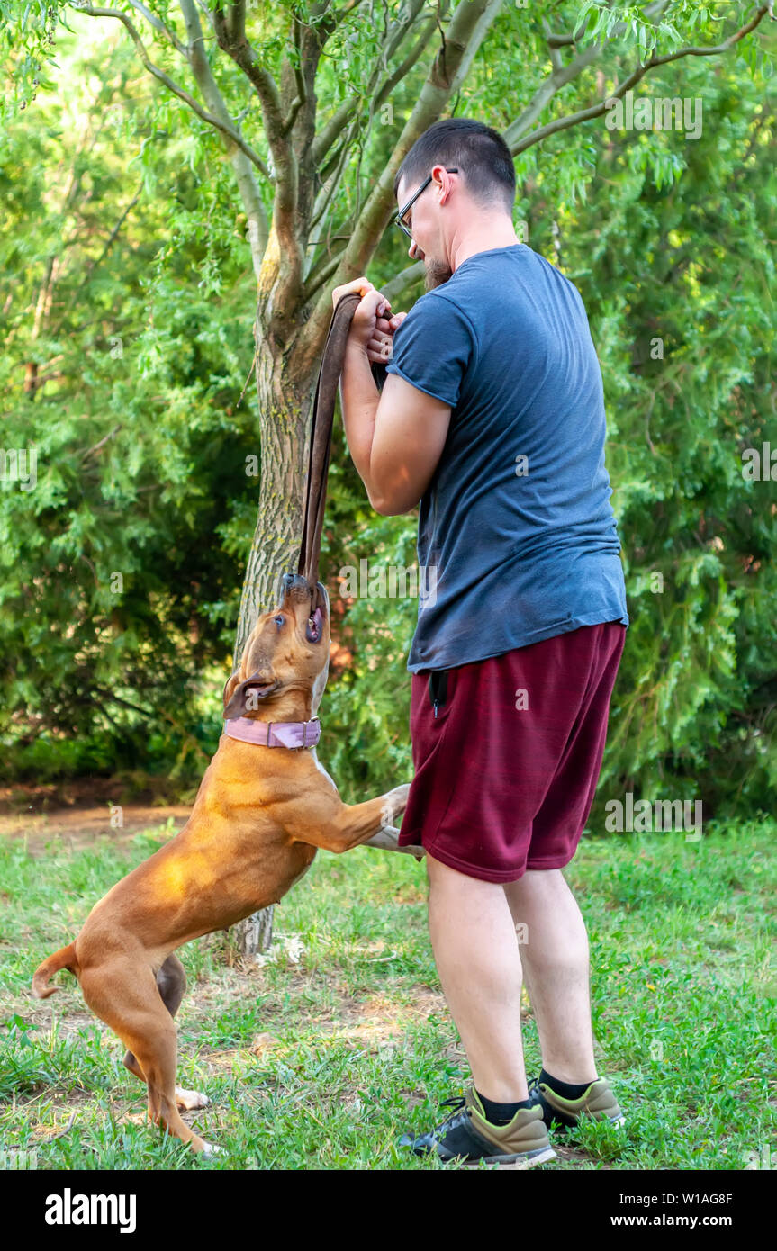 Vista su un uomo mentre la formazione di un american staffordshire terrier cane mentre si tira una corda in una giornata di sole in un ambiente di verde. Foto Stock