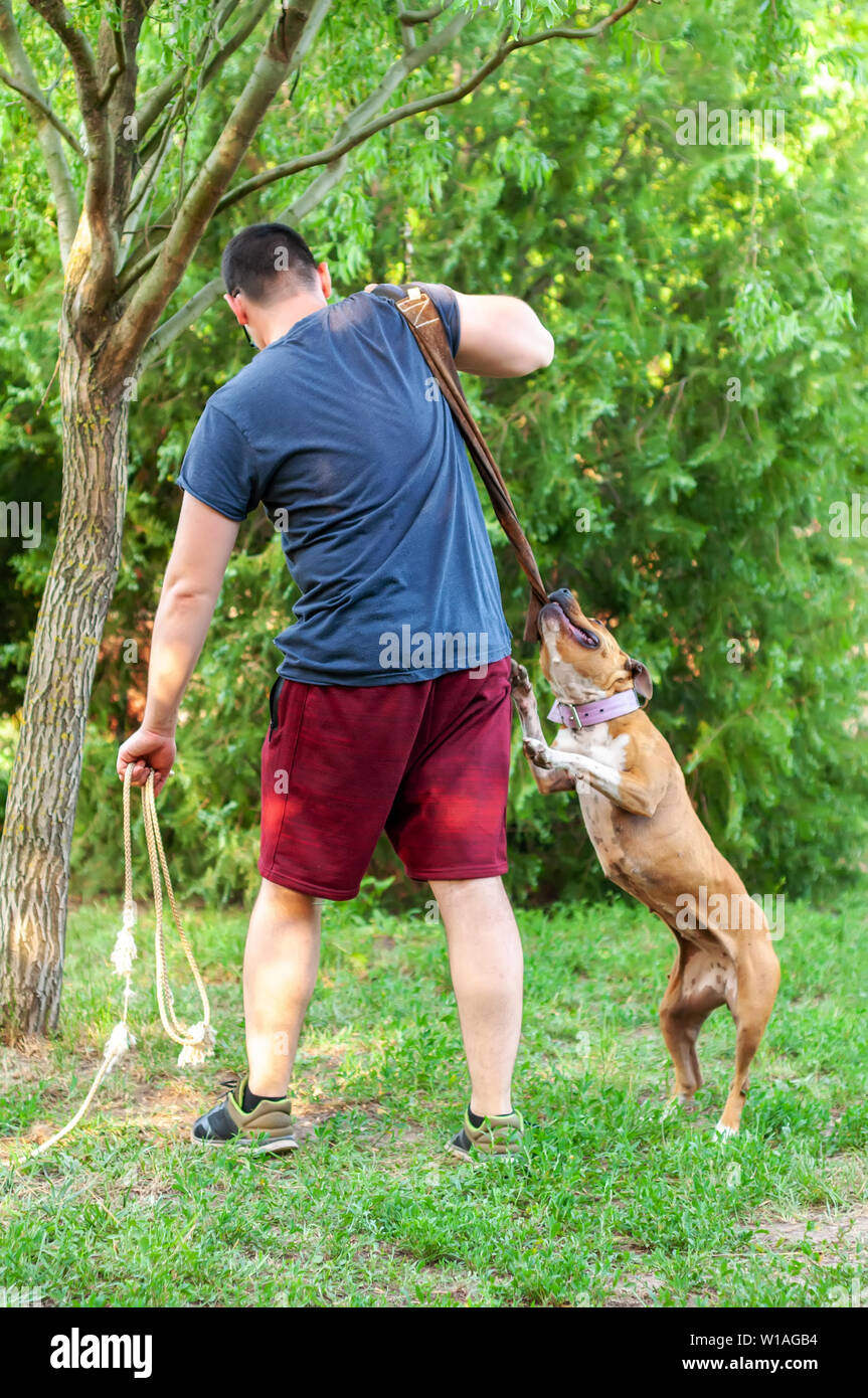Vista su un uomo mentre la formazione di un american staffordshire terrier cane mentre si tira una corda in una giornata di sole in un ambiente di verde. Foto Stock