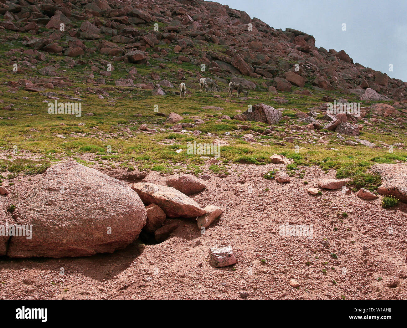 Capre di montagna il pascolo ad alte altitudini su una primavera o estate giorno Foto Stock