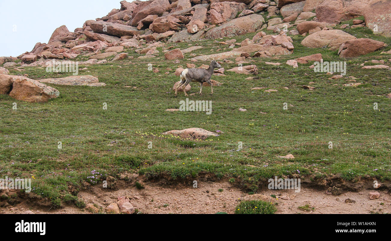 Capre di montagna il pascolo ad alte altitudini su una primavera o estate giorno Foto Stock