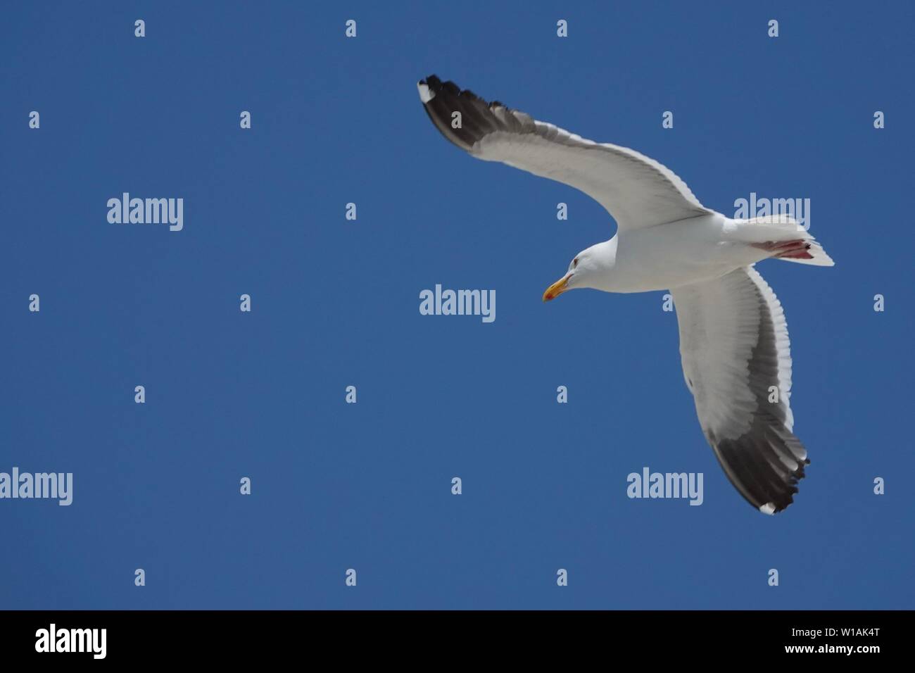 Un gabbiano bianco in volo contro un cielo blu. Foto Stock