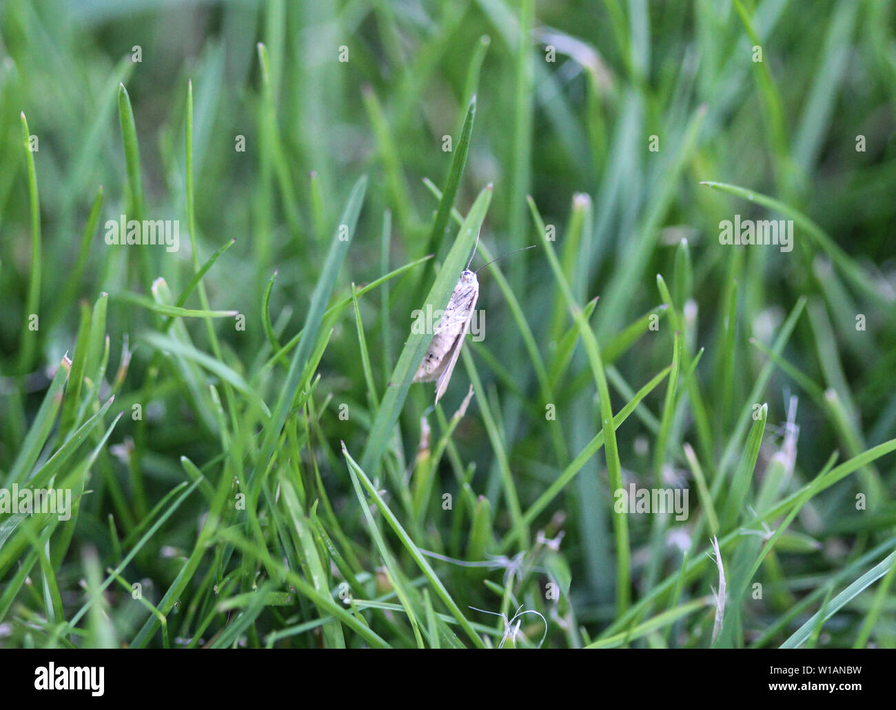 Close up di ermellino moth Foto Stock