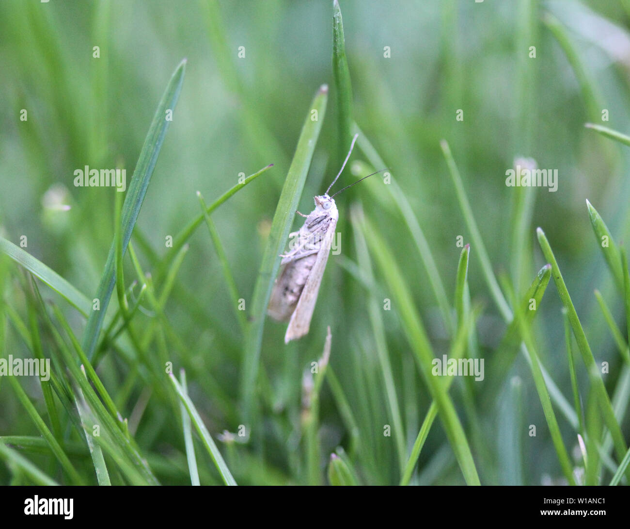 Close up di ermellino moth Foto Stock