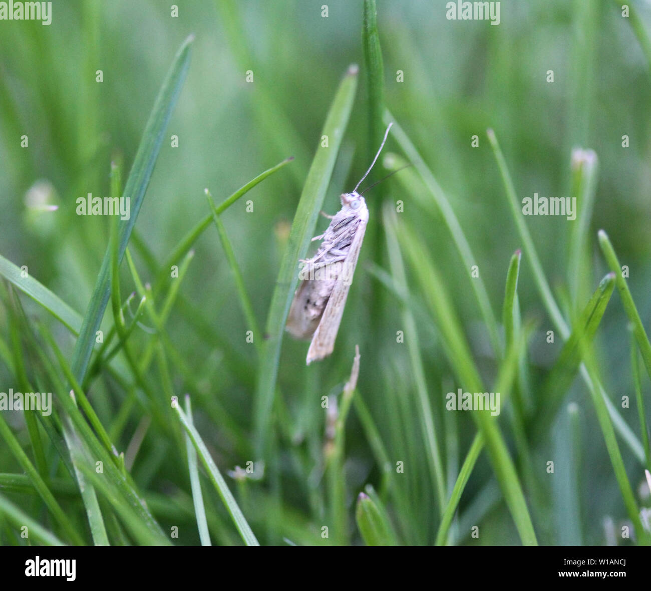 Close up di ermellino moth Foto Stock