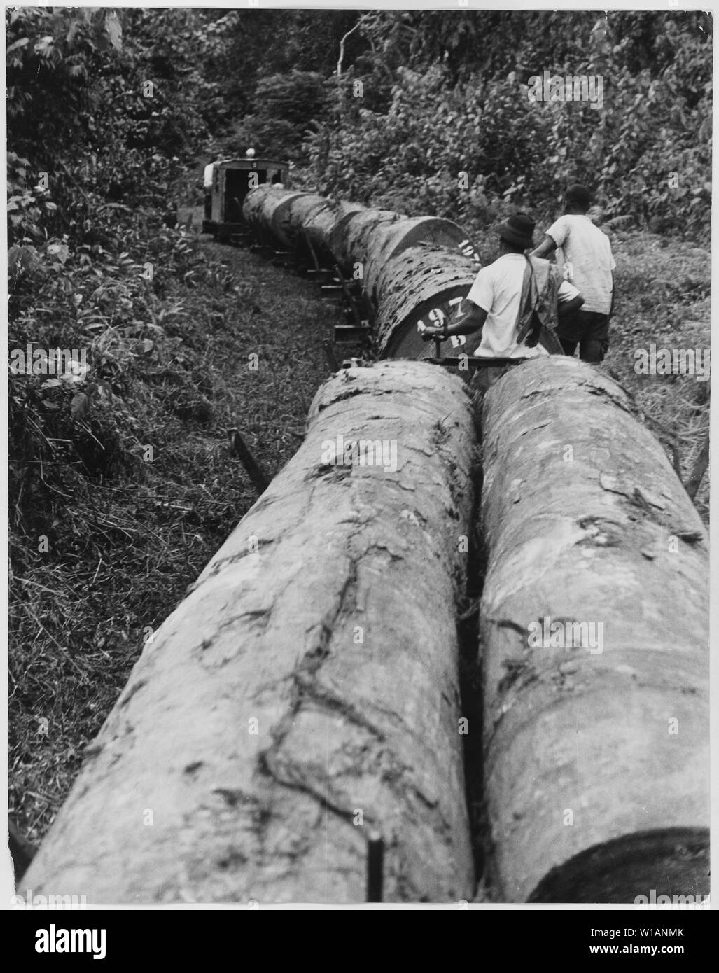 L'Africa. Camerun. La mancanza di attrezzature moderne ha reso impossibile fino a poco tempo fa per accedere molti interni in legno africano aree. Ora American-costruito Caterpillar trattori Diesel rumble su nuove strade nella giungla come serbatoi di blindati come combattere la battaglia di difesa da traino del strategicamente azobe prezioso legno. Azobe è utilizzato per palificazioni e dock gates in tali porti vitali come il Bordeaux, Francia Foto Stock