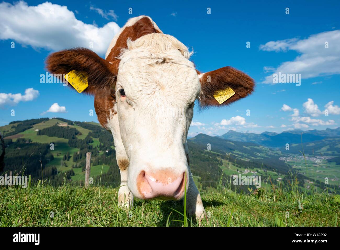 I giovani vitelli (Bos primigenius taurus) su un alpeggio, guardando curiosamente nella fotocamera, Simmental bovini, Hochbrixen, Brixen im Thale, Tirolo Foto Stock