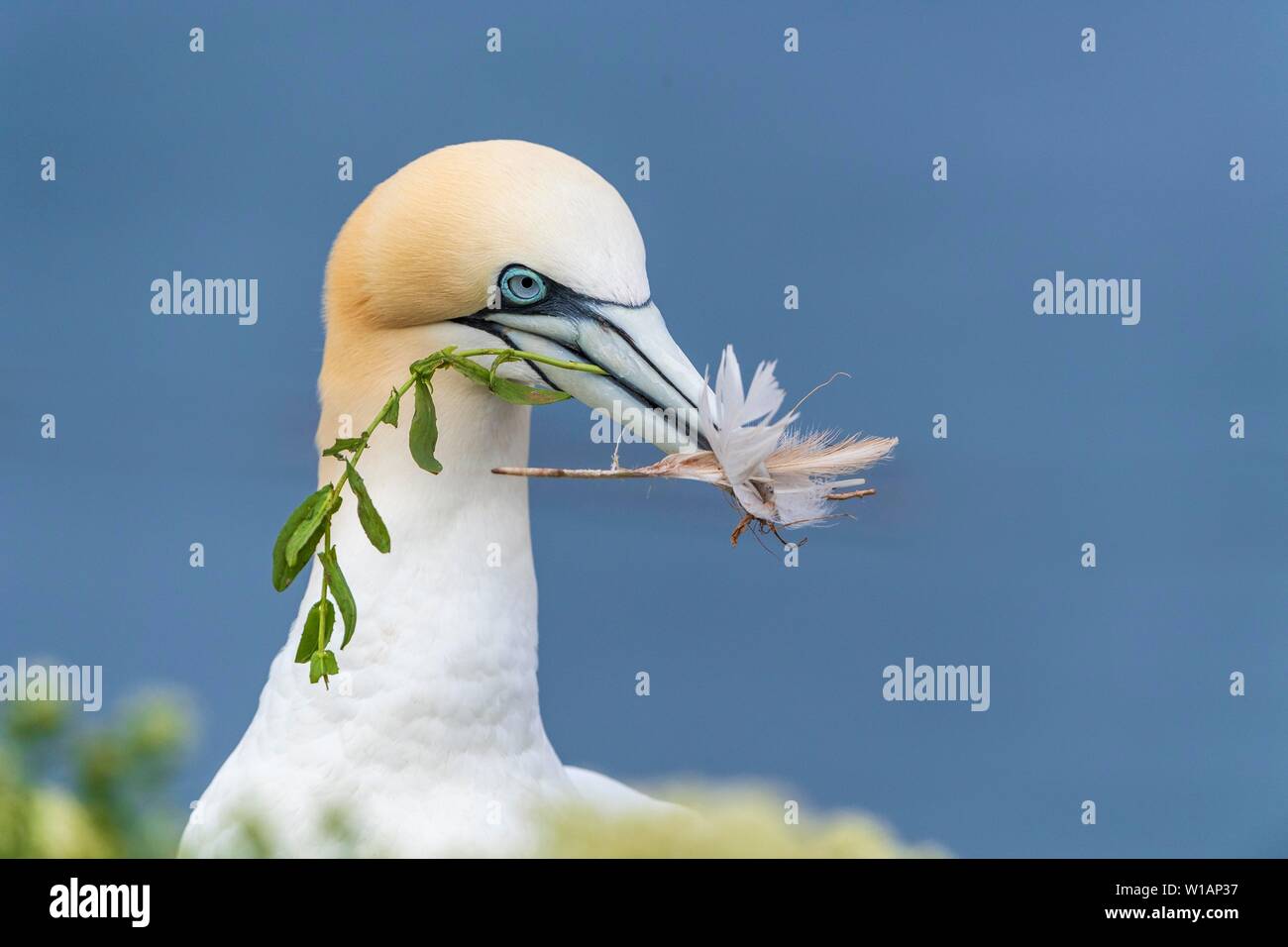 Northern gannet (Morus bassanus), animale adulto con materiale di nidificazione, Isola di Helgoland, Schleswig-Holstein, Germania Foto Stock