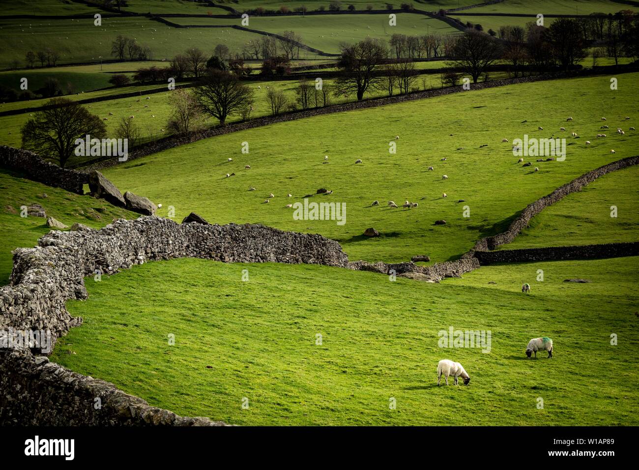 Gli animali domestici delle specie ovina (Ovis gmelini aries) su pascolo circondato da mura di pietra, Ingelton, Yorkshire Dales National Park, Midlands, Gran Bretagna Foto Stock