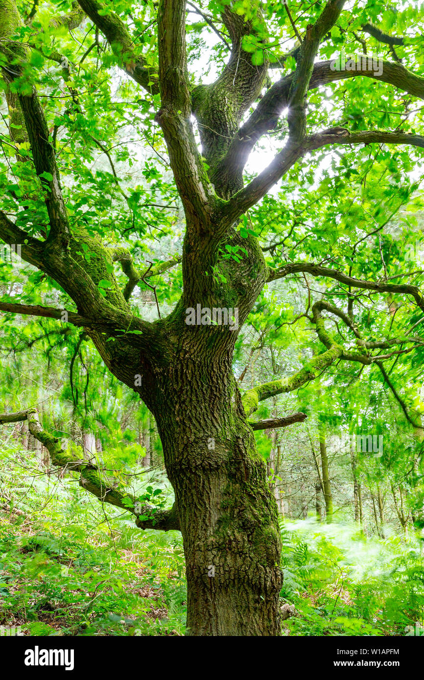 Quercia a Daresbury Firs contro la luce con le foglie al vento Foto Stock