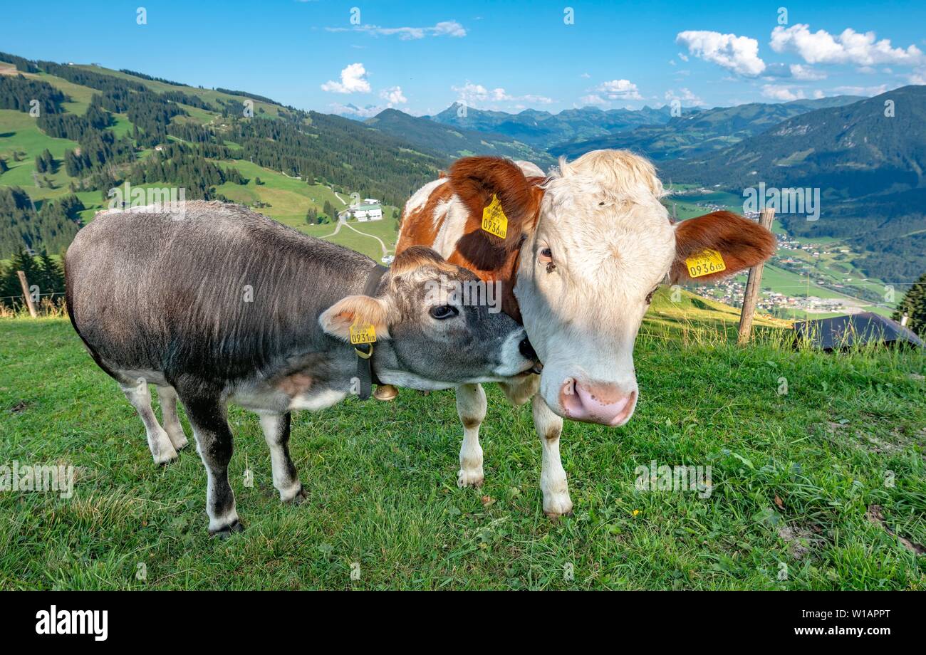 Due giovani vitelli (Bos primigenius taurus) cuddling insieme sul prato alpino, bovini grigio e marrone del bestiame, Hochbrixen, Brixen im Thale, Tirolo Foto Stock