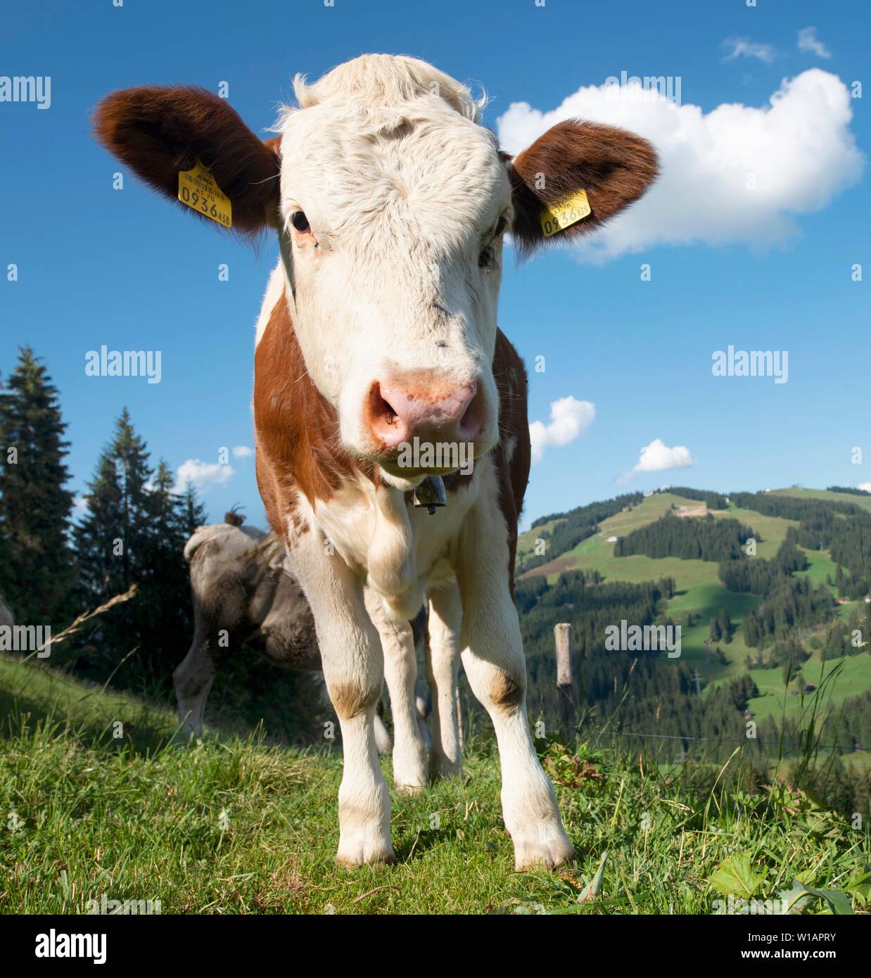 I giovani vitelli (Bos primigenius taurus) su un alpeggio, Simmental bovini, Hochbrixen, Brixen im Thale, Tirolo, Austria Foto Stock