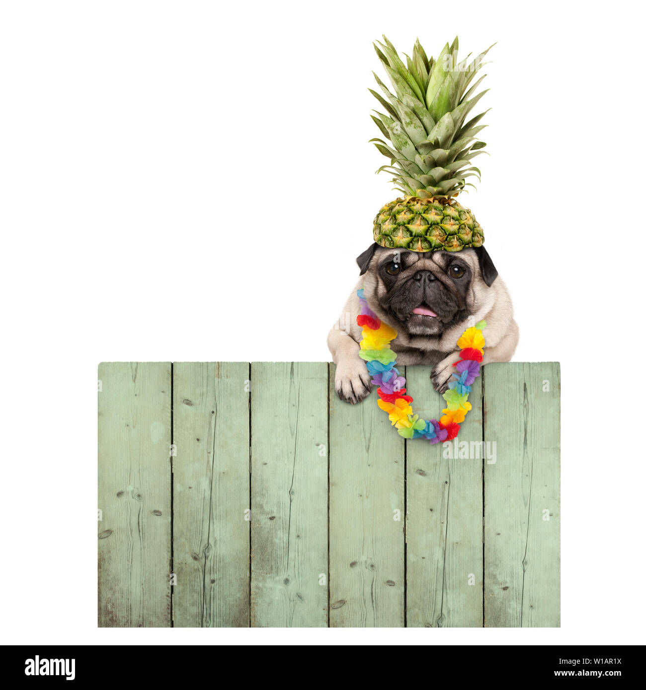 Frolic sorridente estate tropicale pug cucciolo di cane con una ghirlanda di fiori, appeso con zampe su rigenerate staccionata in legno bordo, isolati su sfondo bianco Foto Stock