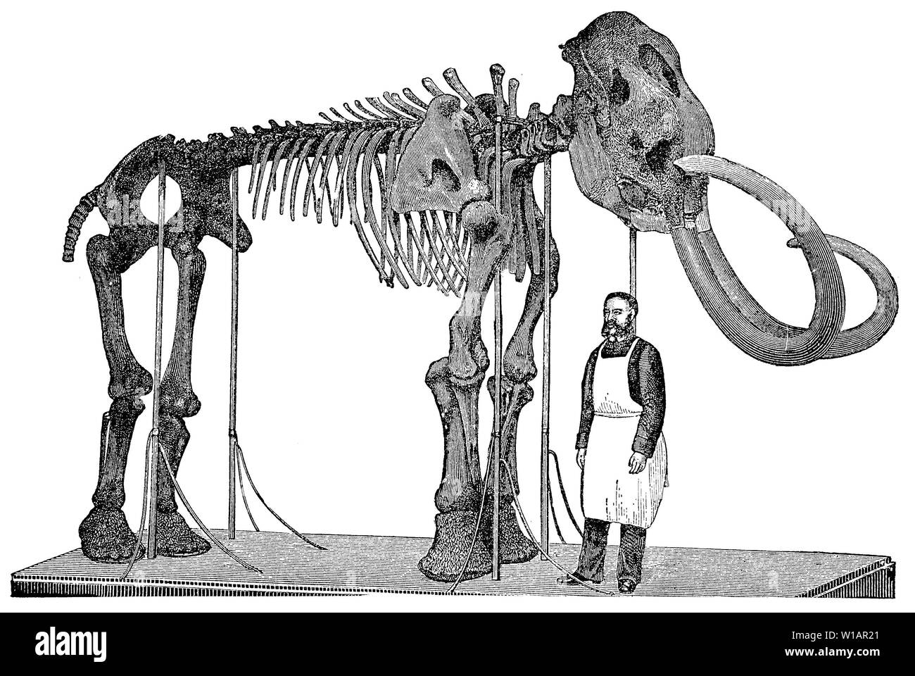 Lo scheletro di un mammut, 1881, storico xilografia illustrazione, Germania Foto Stock