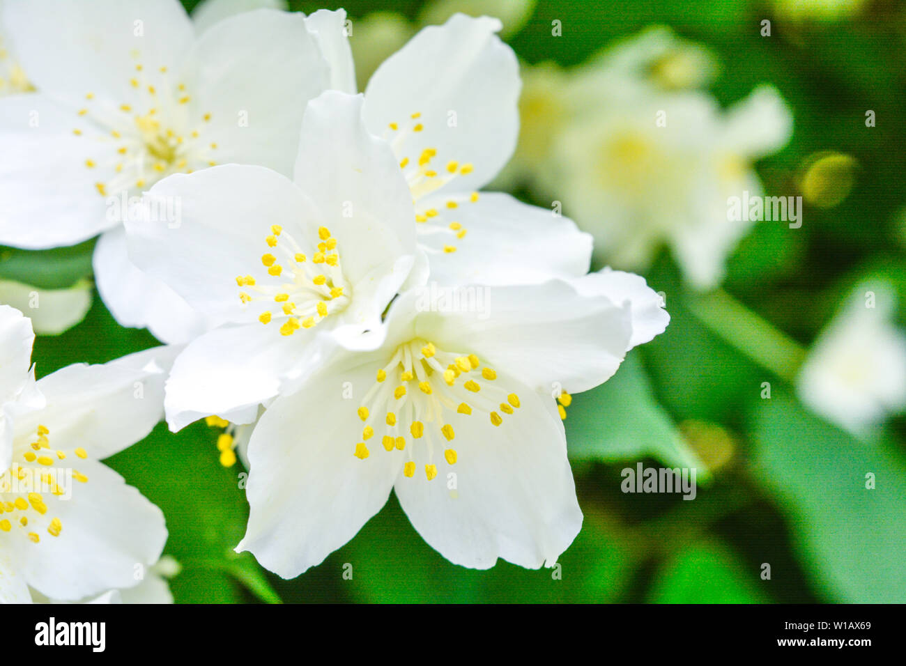 White Jasmine bush fioritura nel giorno di estate con soft focus Foto Stock