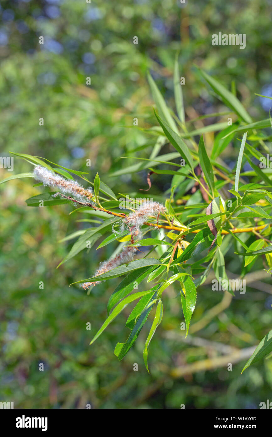 ​Crack Willow (Salix fragilis). Ramo fragile con maturazione amenti femmina e di lana bianca semi. Le foglie sono più lunghe, glabre e verde sui lati inferiori rispetto a quelle del salice bianco (Salix alba). Giugno. Fiume Bure, Norfolk.​ Foto Stock