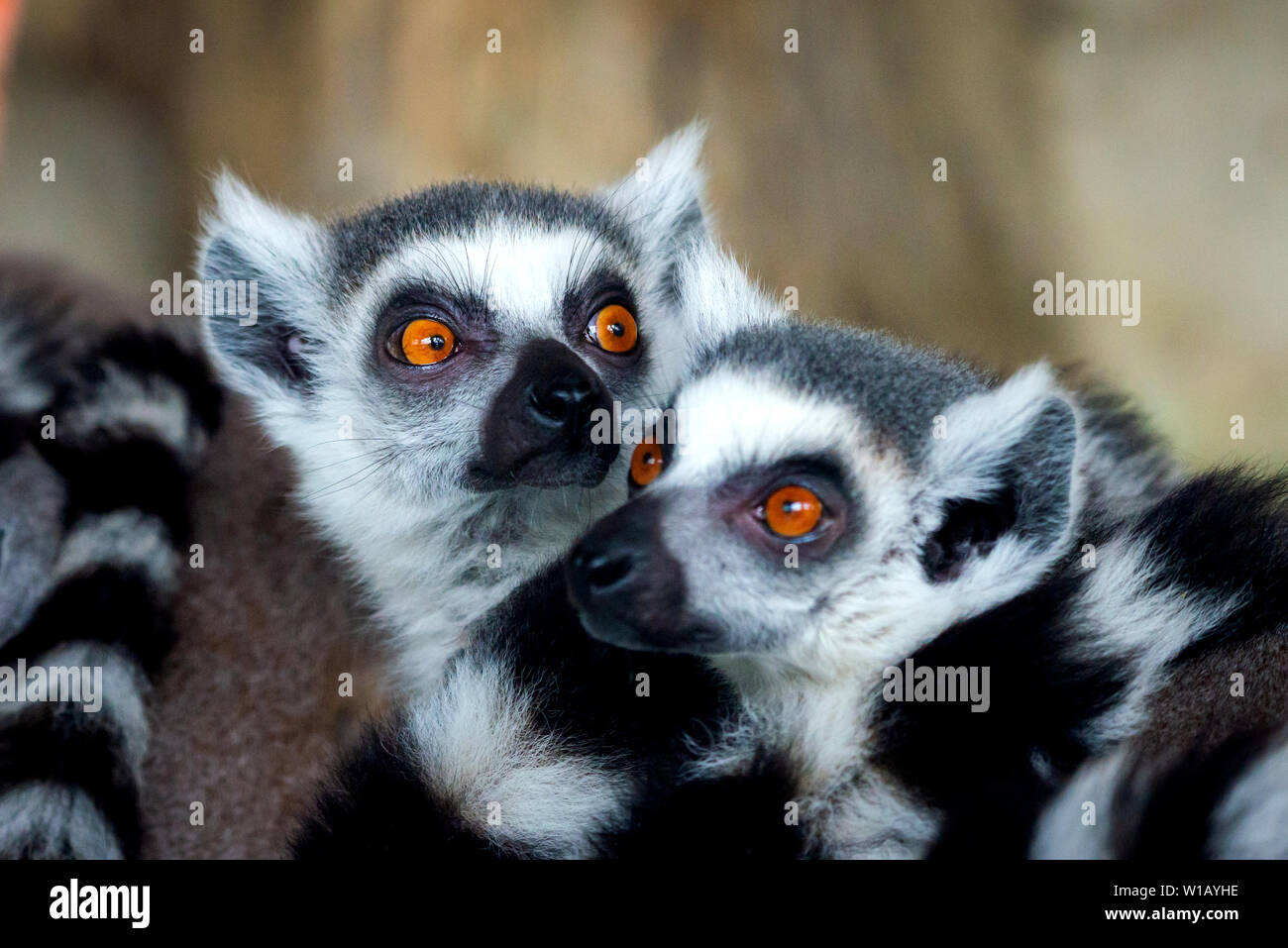 I lemuri Ring-Tailed closeup ritratto, una grande primate grigio con occhi dorati. Gregge di animali Foto Stock