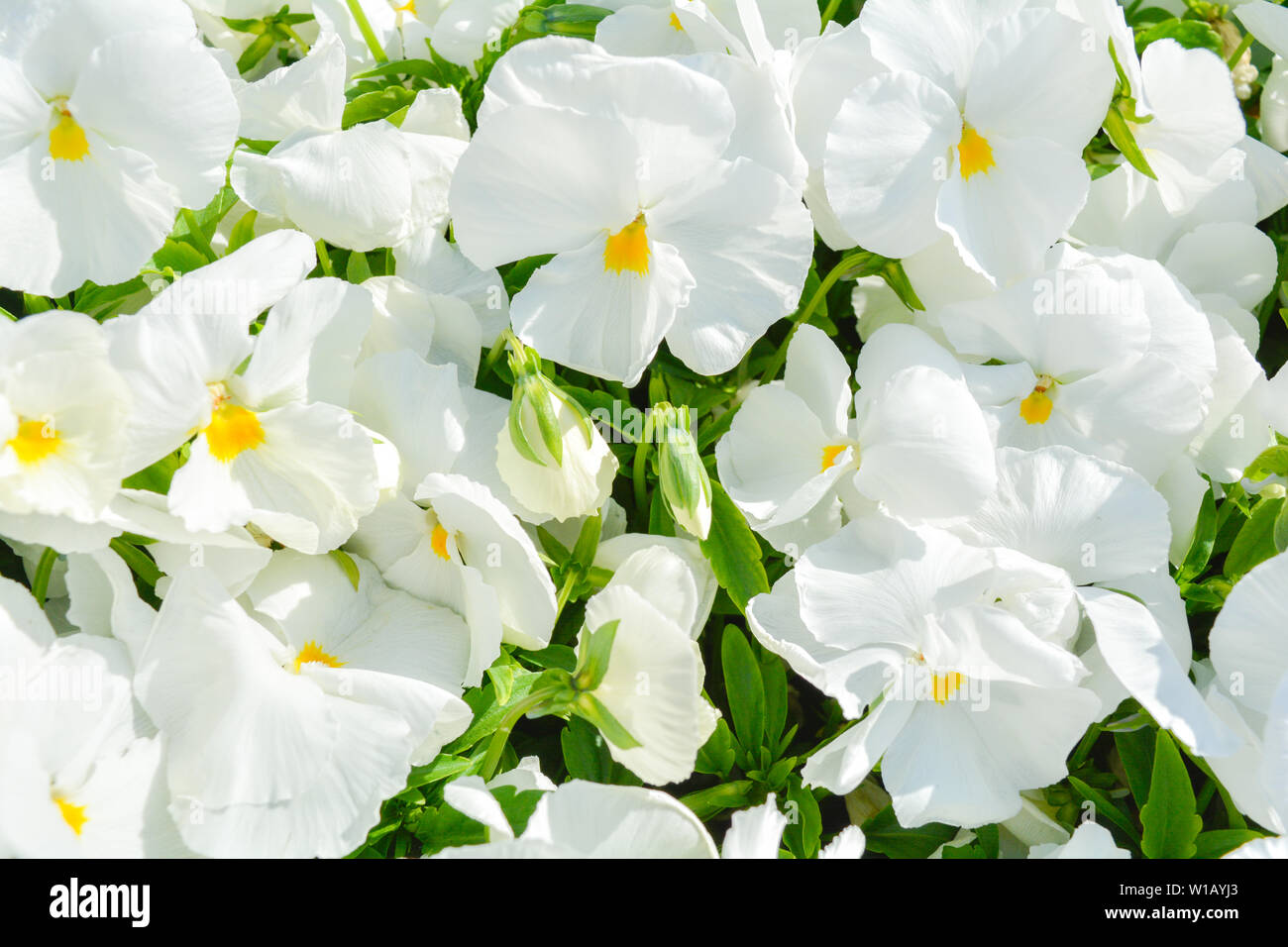 Gruppo di bianco Viola canadensis fiori in giornata di sole. Bianco o viola pansy fiori sbocciano i fiori nel giardino. Bellissimi fiori viola sfondo nella natura Foto Stock