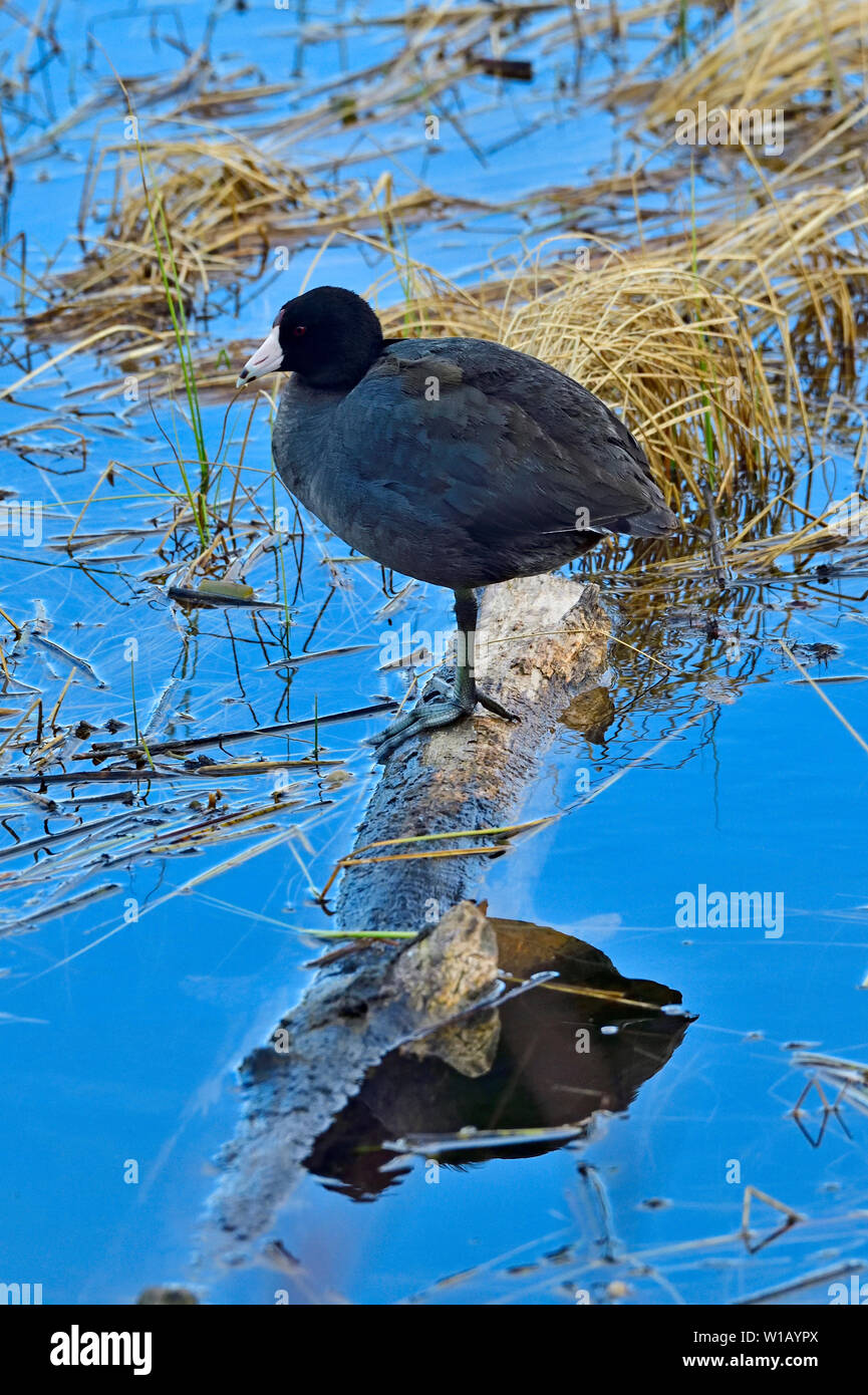 Un'immagine verticale di un selvaggio Coot duck, Fulica americana, appollaiato su un registro affondata al Maxwell lago vicino a Hinton Alberta Canada. Foto Stock