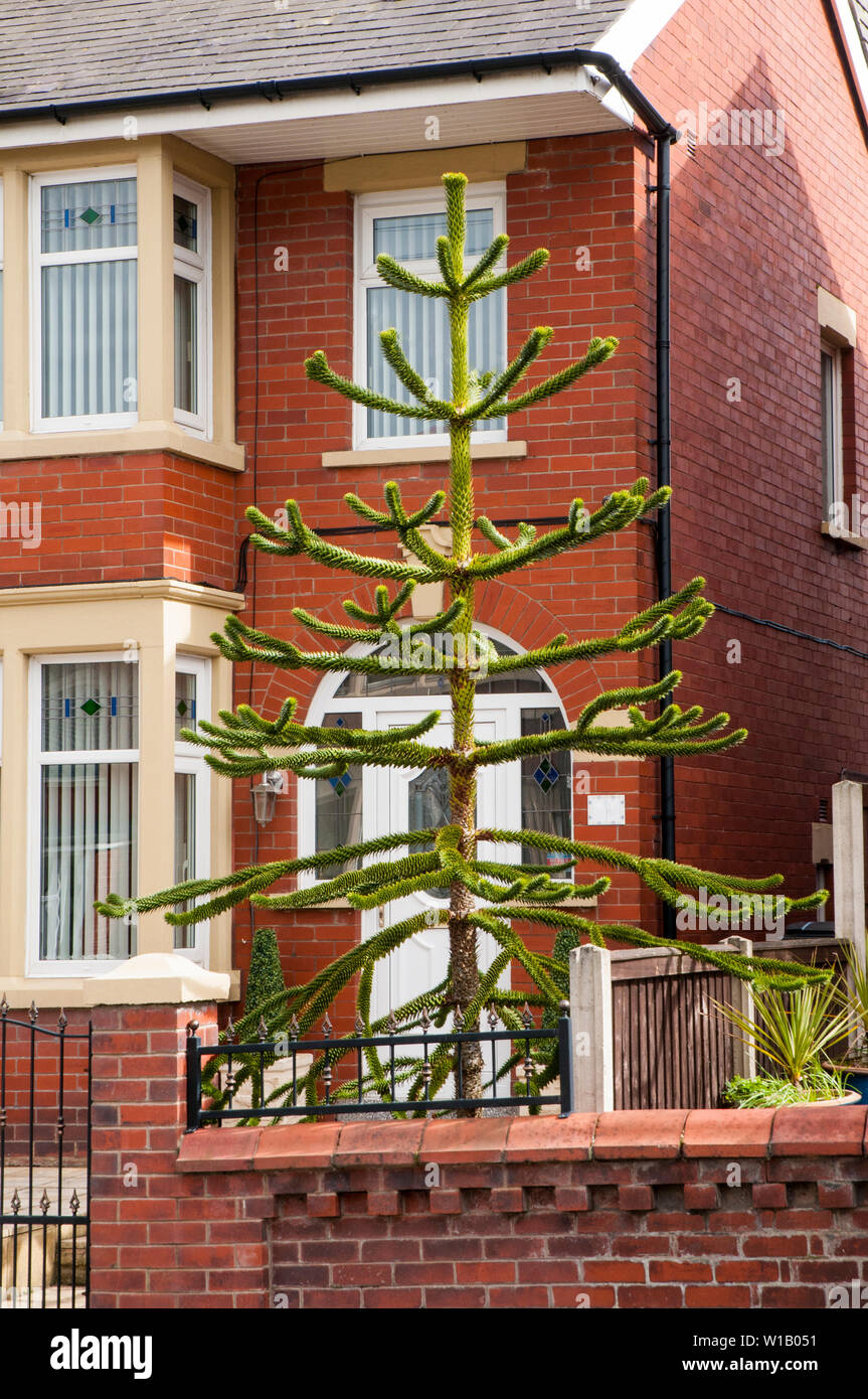 Monkey Puzzle tree Araucaria araucana cresce nel giardino di casa altri nomi includono coda di scimmia e di albero di pino cileno Foto Stock