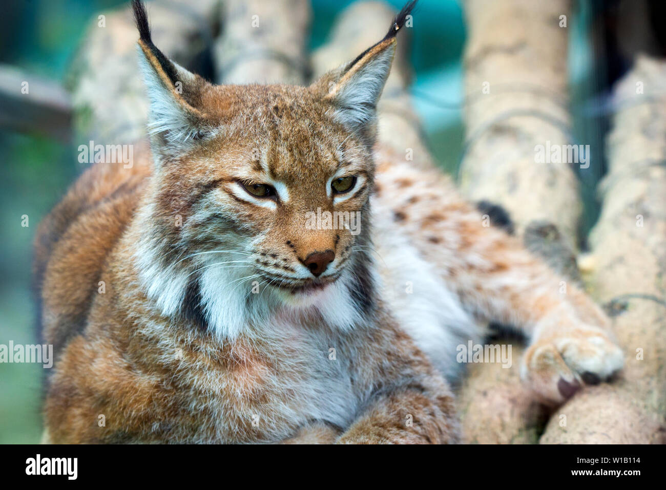 Ritratto di lince euroasiatica. Ritratto di mammiferi selvatici. Foto Stock