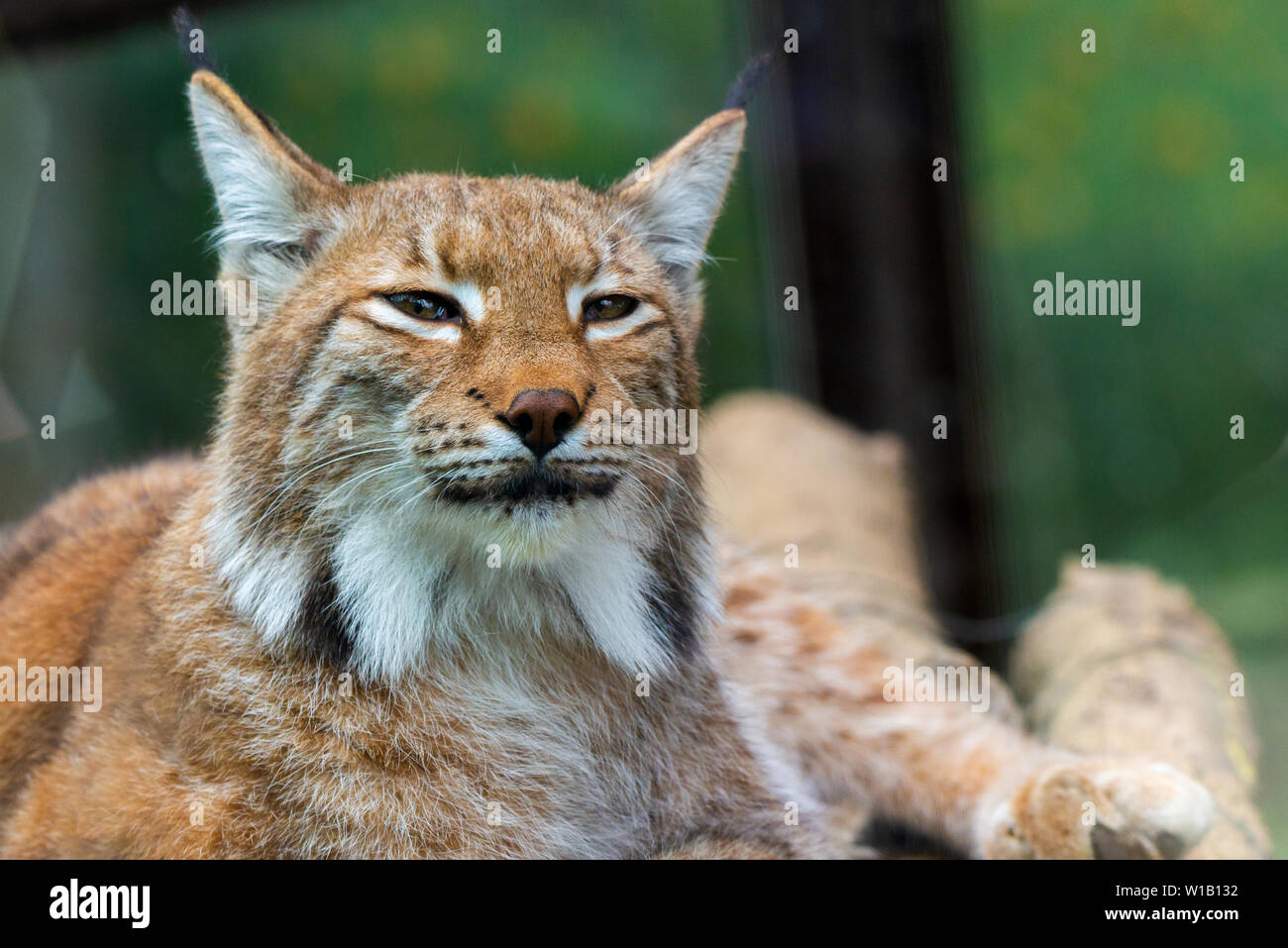 Ritratto di lince euroasiatica. Ritratto di mammiferi selvatici. Foto Stock