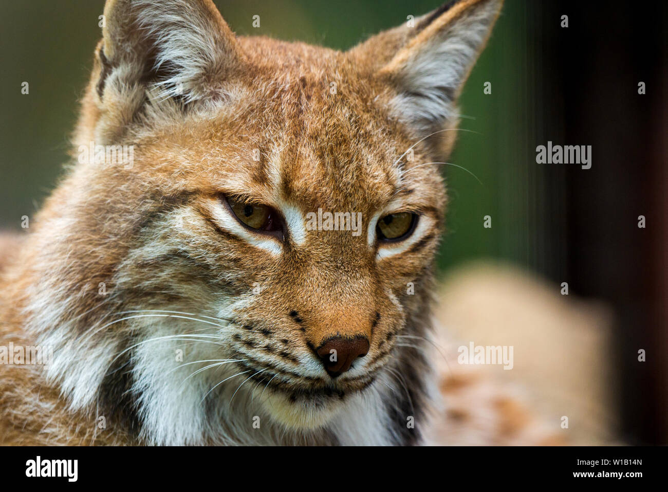 Ritratto di lince euroasiatica. Ritratto di mammiferi selvatici. Foto Stock
