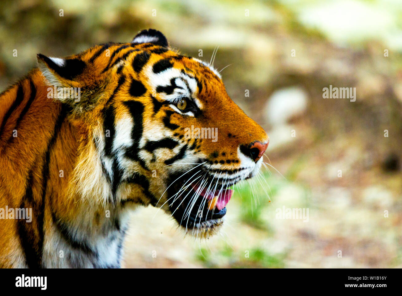 Vista ravvicinata di una tigre siberiana o Panthera tigris altaica. Foto Stock
