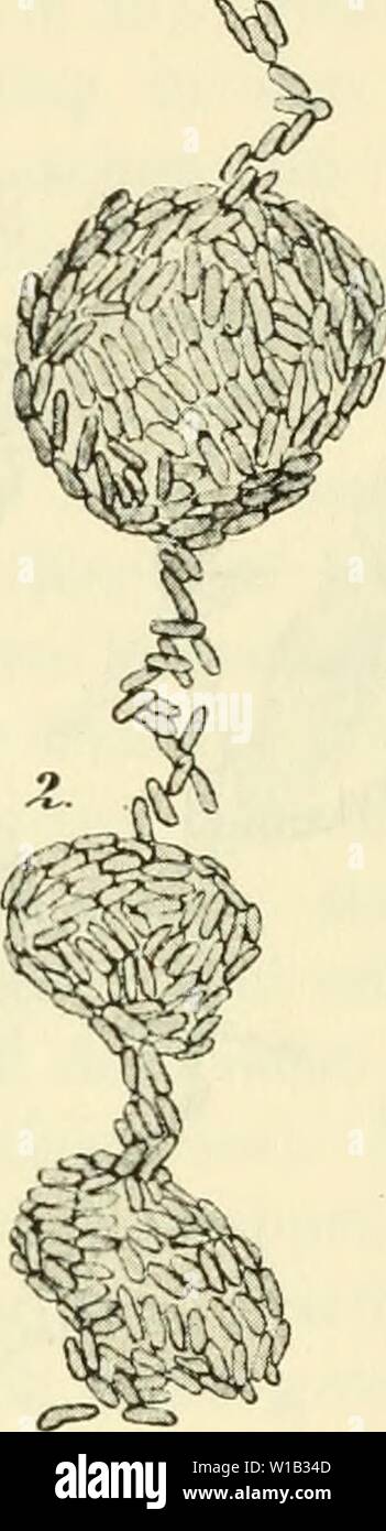 Immagine di archivio da pagina 307 di Die mikroorganismen Mit besonderer berücksichtigung. Die mikroorganismen. Mit besonderer berücksichtigung der ätiologie der infektionskrankheiten . diemikroorg02flgg Anno: 1896 278 Systematik der Bakterien. Ähneln denen des Proteus vulgaris, nur das fehlt Indol (Kuhn, A. 13). Nicht patogeno. Die Endprodukte des Wachstums sind kokkoide Elemente, über deren Bedeutung viel gestritten worden ist (vgl. allg. Un Morph. Bd. Ho S. 54). Von Kueth als Kokken bezeichnet, sollen Sie die Eintrocknung 17-26 Tage überstehen, während die Stäbchen in 52-108 Stunden zugrunde gehen; g Foto Stock