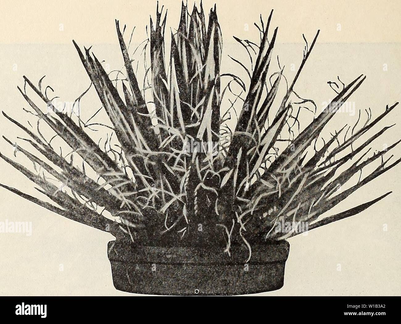 Immagine di archivio da pagina 31 descrittivi e di catalogo illustrato e. Descrittivo e catalogo illustrato e manuale / Royal Palm vivai . descriptiveillus1893roya Anno: 1892 28 Reasoner Bros., Oneco, Florida. Una rara agave. (Vedere pagina 26.) ALOE vulgaris. Uno dei migliori del medicinale Aloe. (Amaro, Socotra, Capo o Barbadiies Aloe.) "Il semplice inspissated succo di foglie di diverse specie del genere con- stitutes l'Aloe farmaco. La cosa migliore è ottenuta utilizzando né calore né la pressione per estrarre il SAP. Ridisciogliendo la parte acquosa in acqua fredda e riduzione Foto Stock