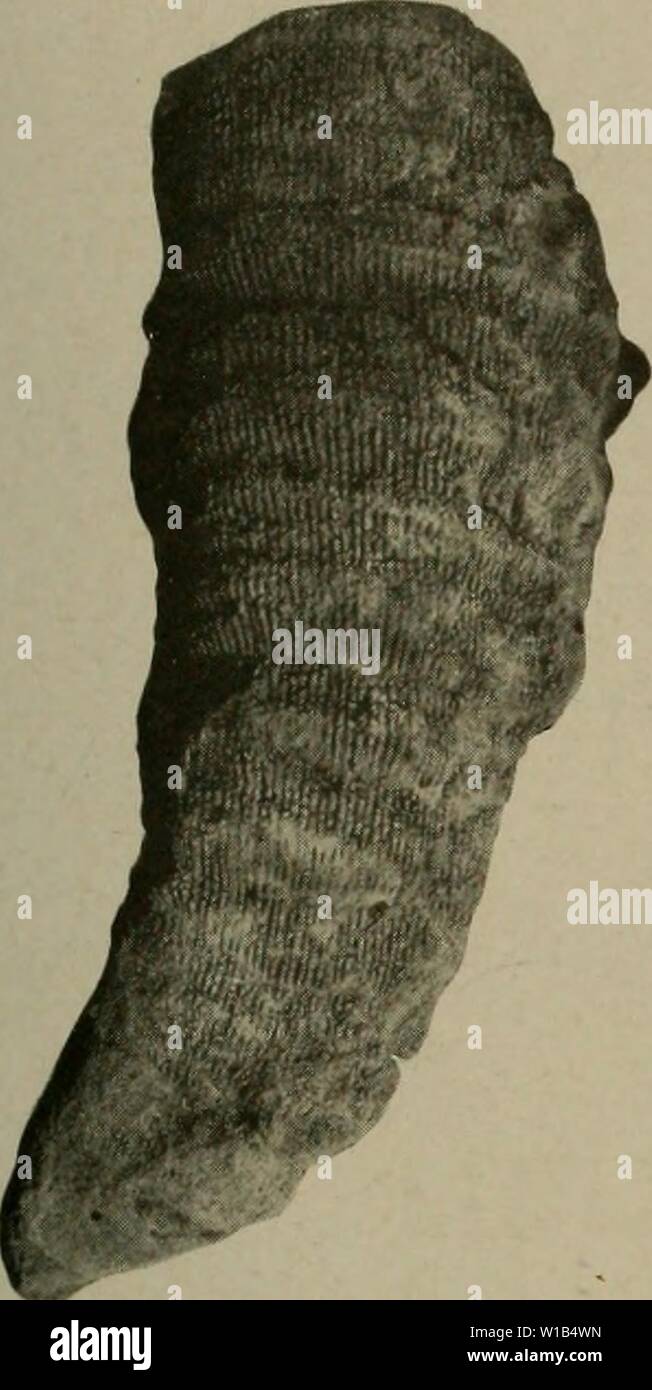 Immagine di archivio da pagina 316 del Devoniano del Missouri (1922). Il Devoniano del Missouri . devonianofmissou00crusca Anno: 1922 Missouri Bureau di geologia e Miniere. Vol. XVII, seconda serie, la piastra 1. ''{Y Foto Stock