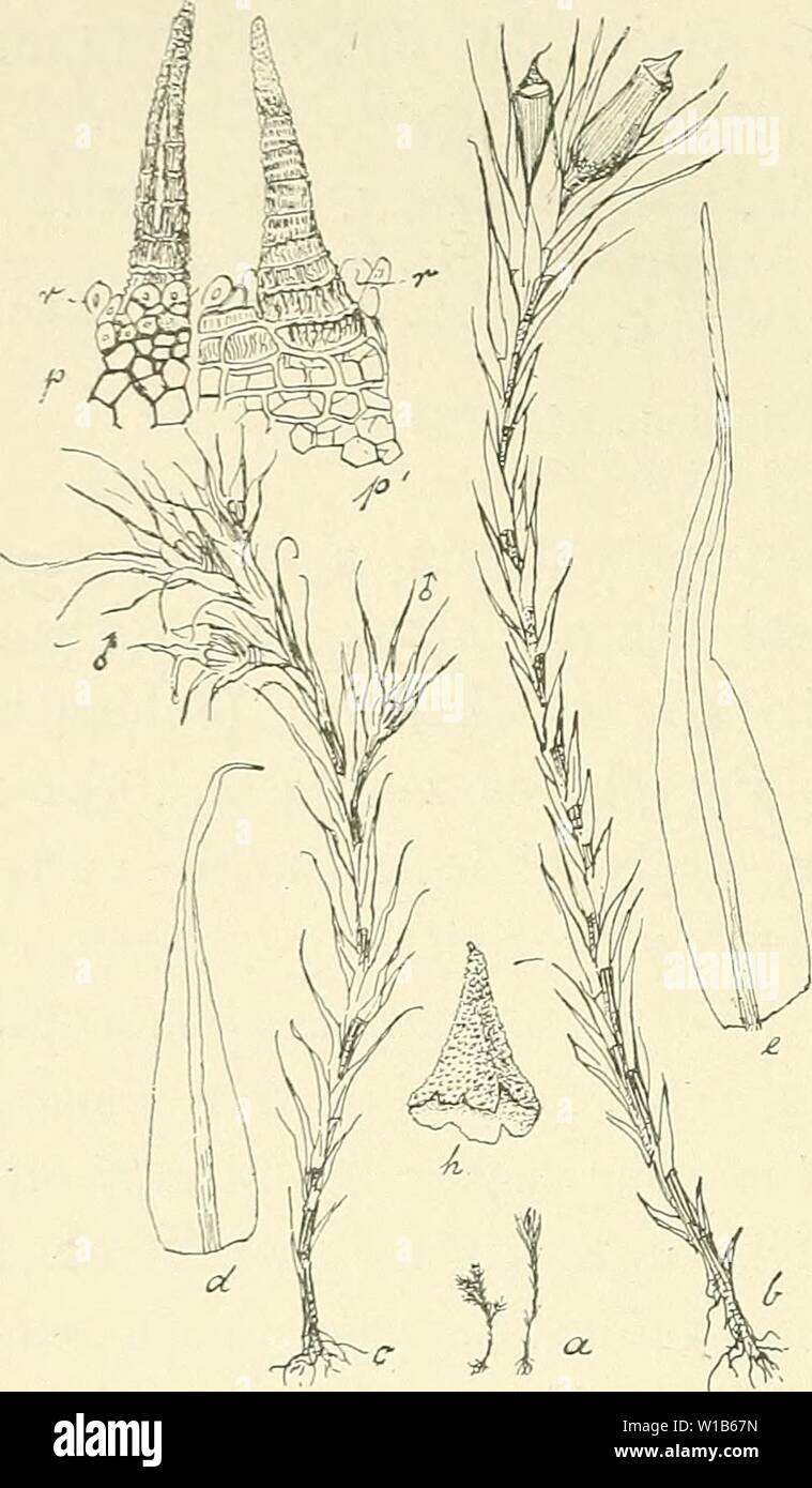 Immagine di archivio da pagina 321 di morire Musci der Flora von. Die Musci der Flora von Buitenzorg : zugleich Laubmoosflora von Java . diemusciderflora01flei Anno: 1900-1922. 282 sitzend in den blättern Schopf. Seta äusserst verkürzt, blass (0,06 mm.). Vaginula kurz ovoidisch. Kapsel kurz cyliu- drisch, unten dicker. Epidermiszellen weit parenchymatisch, maiale. 45. unregelmässig eckig bis rund- lich, an der gestutzten Mün - sterco enger oft turgidi aufge- trieben. L'anello zweireihig, Gross, sich abrollend. Deckel aus niedriger base sehr kurz ge- rade gespitzt, Am Rande ge- curbt. Haube an der base curbig ge Foto Stock