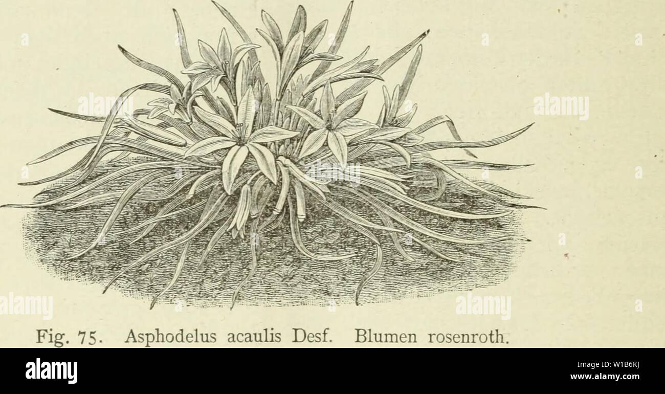 Immagine di archivio da pagina 327 di Deutsche Garten-Zeitung (1886). Deutsche Garten-Zeitung . deutschegartenze01witt Anno: 1886 320 Asphodelus acaulis. [Deutsche Garten-Zeitung hoch ZU halten, erlaubte ich mir die Angelegenheit zu besprechen. L. Groth, Vorsteher des Gartenbau-Vereins a Guben. Asphodelus acaulis Desf. (Mit Abbildung.) Von Carl Sprenger, in Firma Dammann & Co., San Giovanni a Teduccio bei Neapel. Drüben Gv Algerien in der Provinz Oran, nach Westen hart an der marok- kanischen Grenze, zunächst von Djiebel Santo, wächst der stengellose oder besser kurzstengelige Affodil. Es darf nic Foto Stock