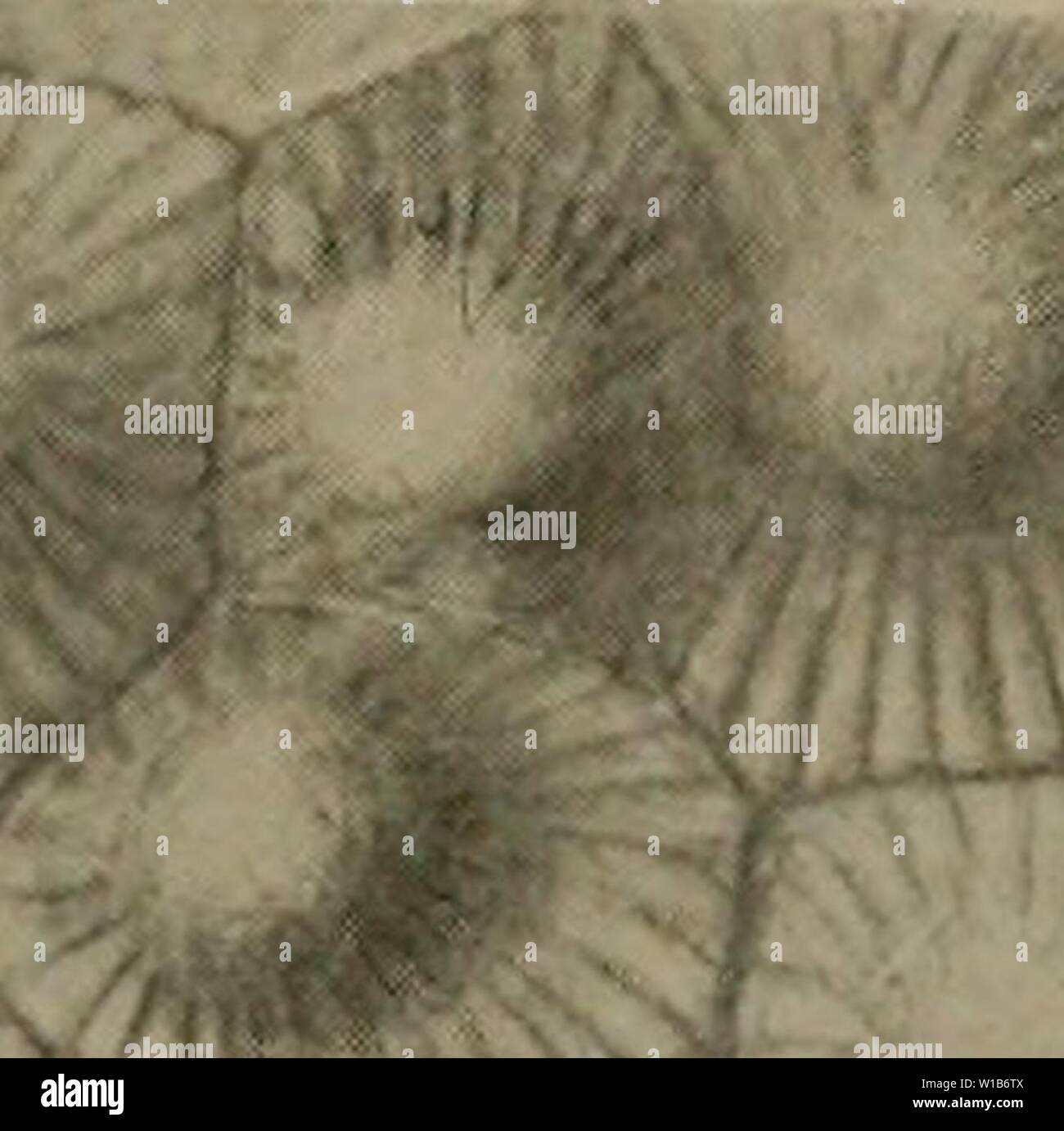 Immagine di archivio da pagina 328 del Devoniano del Missouri (1922). Il Devoniano del Missouri . devonianofmissou00crusca Anno: 1922 m 1 10 Foto Stock