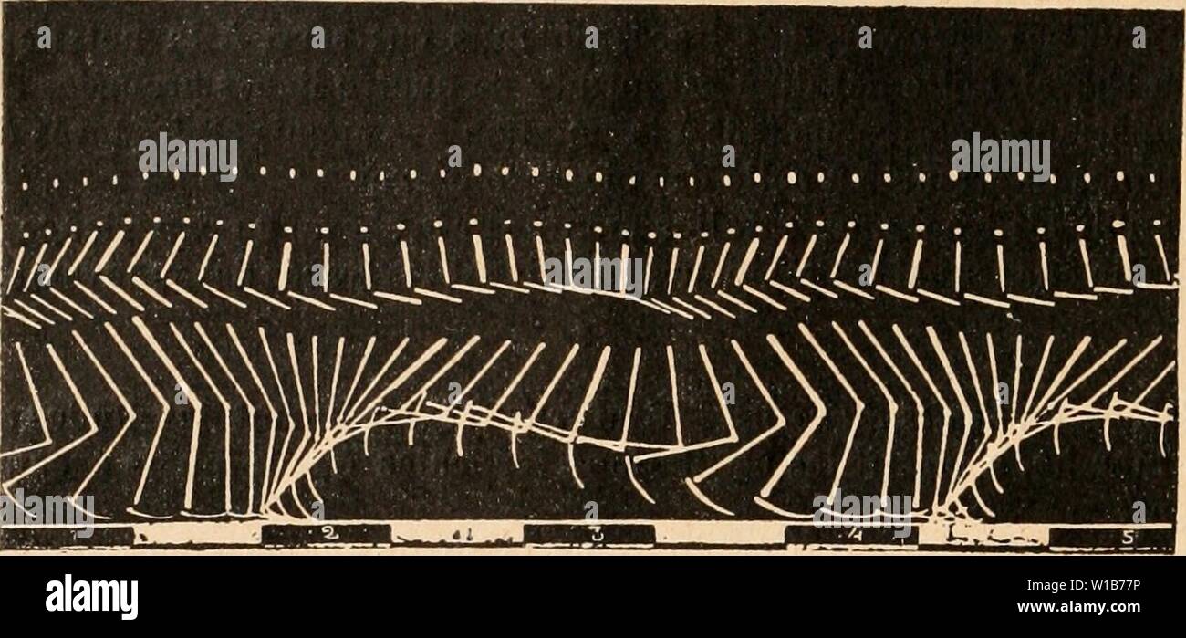 Immagine di archivio da pagina 33 del Dictionnaire de physiologie (1909). Dictionnaire de physiologie . dictionnairedeph08ricco anno: 1909 24 GRAPHIQUE (MÃthode). de s'allumer et de s'Ãteindre instantanÃment. Dix ou douze tubi de Geissler e'taient lixÃs, Ã l'aide de courroies, sur les membres et sur la tÃªte du sujet en expÃrience. Tous les tubi reliÃs Ãtaient Ã la fois Ã une forte di bobine Ruhmkorkf, dont le fil s'enrou- lait Ã une barre de bois que l'homme portait en travers sur les Ãpaules. Sur chaque tubo une ligne Ãtroite, tracÃe au vernis noir, indiquait le j)oint milieu entre les articu- lazione Foto Stock