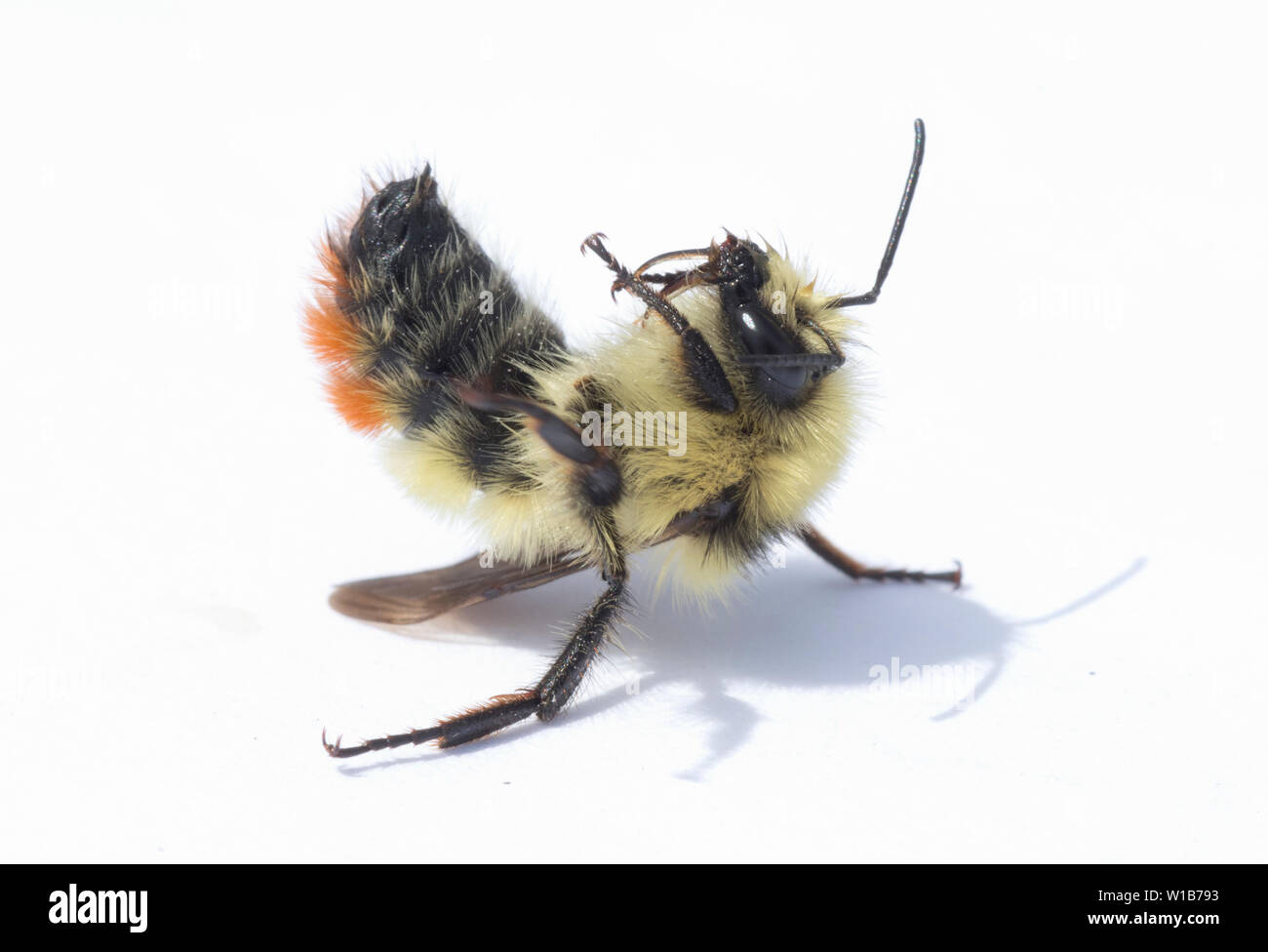 Bumblebee centrale (Bombus centralis) maschio con grandi occhi, stato di Washington orientale, capovolto Foto Stock