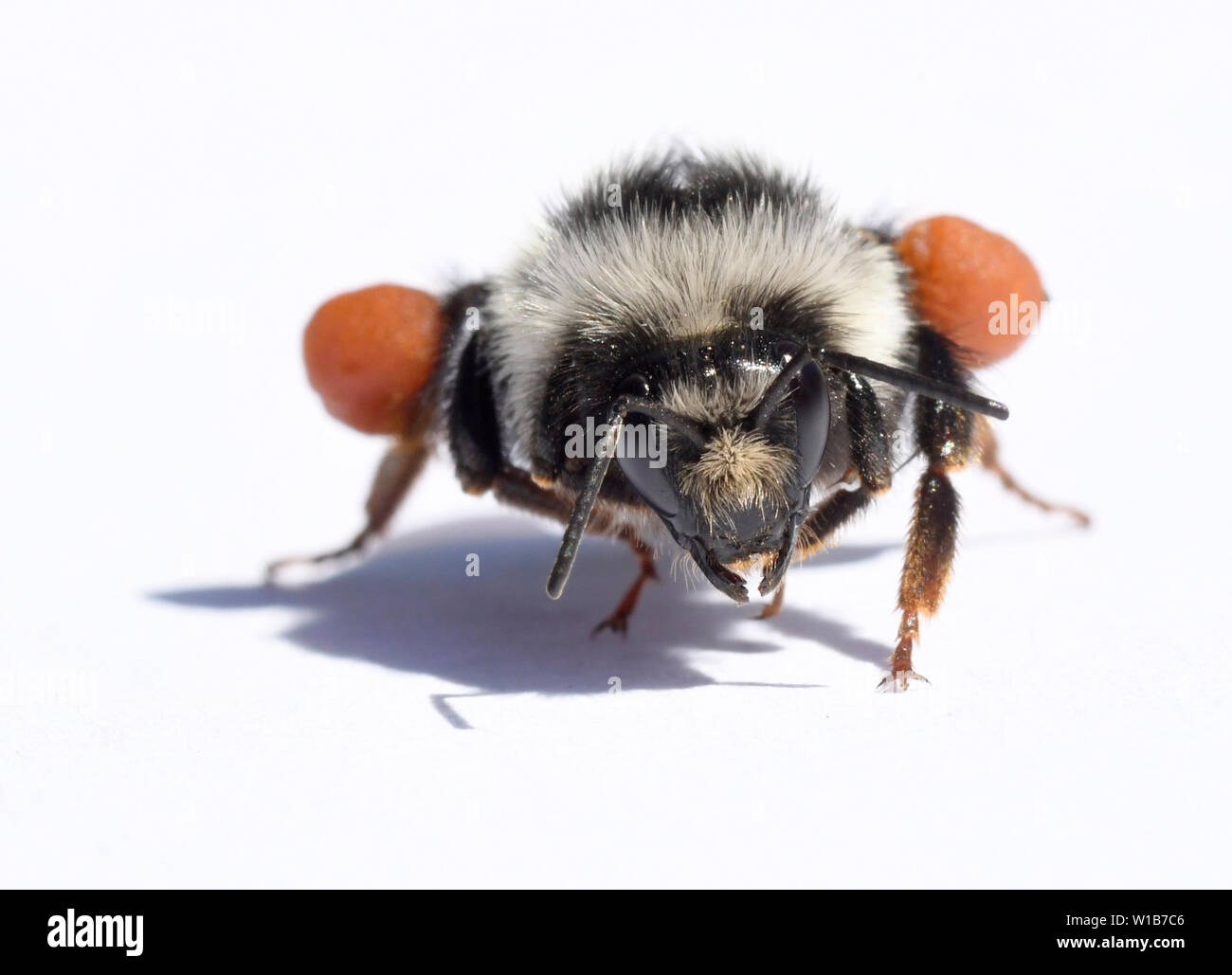 Due-forma Bumblebee (Bombus bifarius) maschio con grandi occhi, il lavoratore di sesso femminile che con il polline-riempito corbiculae, Cascade Mountains, Washington Foto Stock